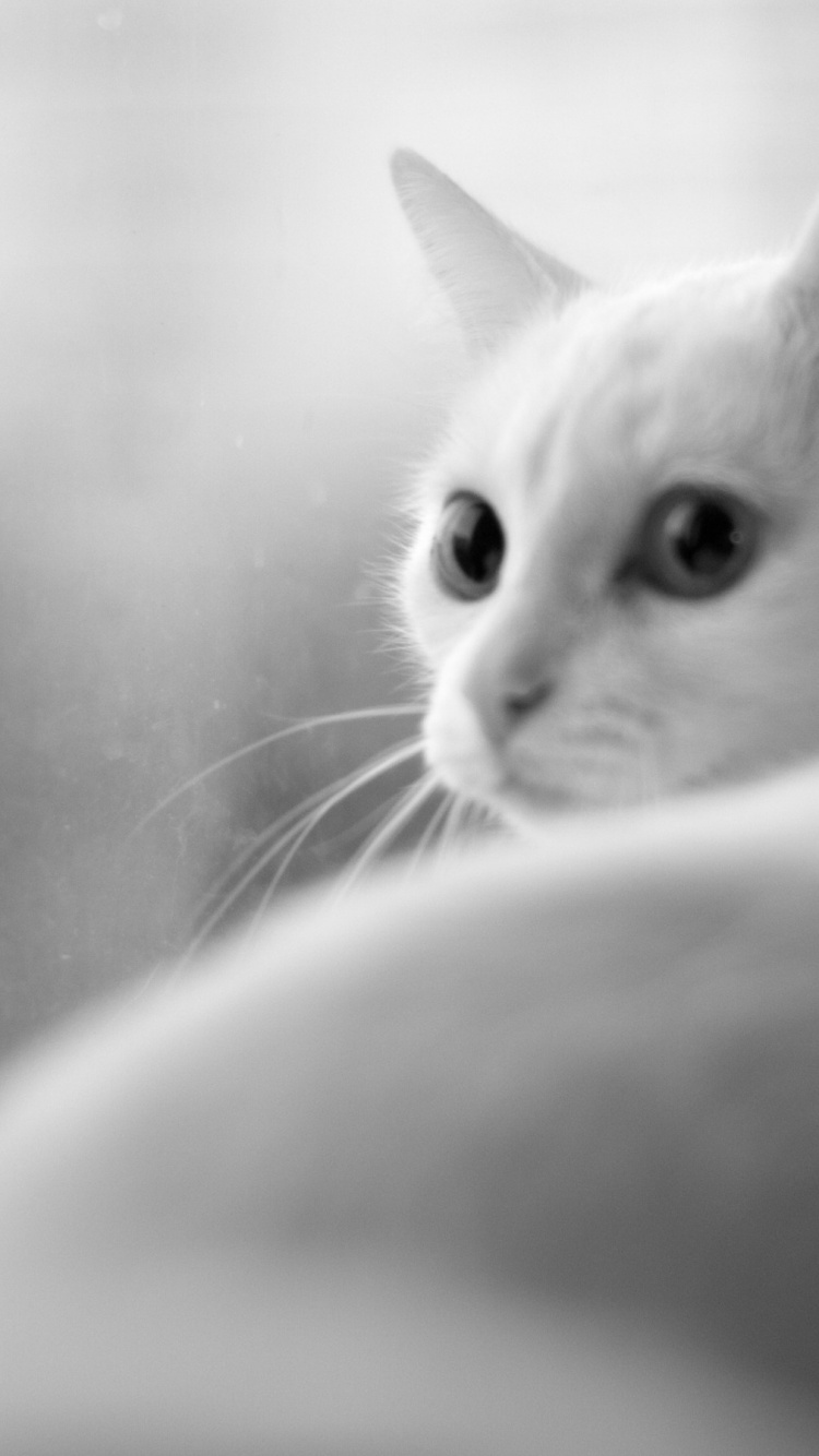Chat Blanc Dans la Photographie en Niveaux de Gris. Wallpaper in 750x1334 Resolution