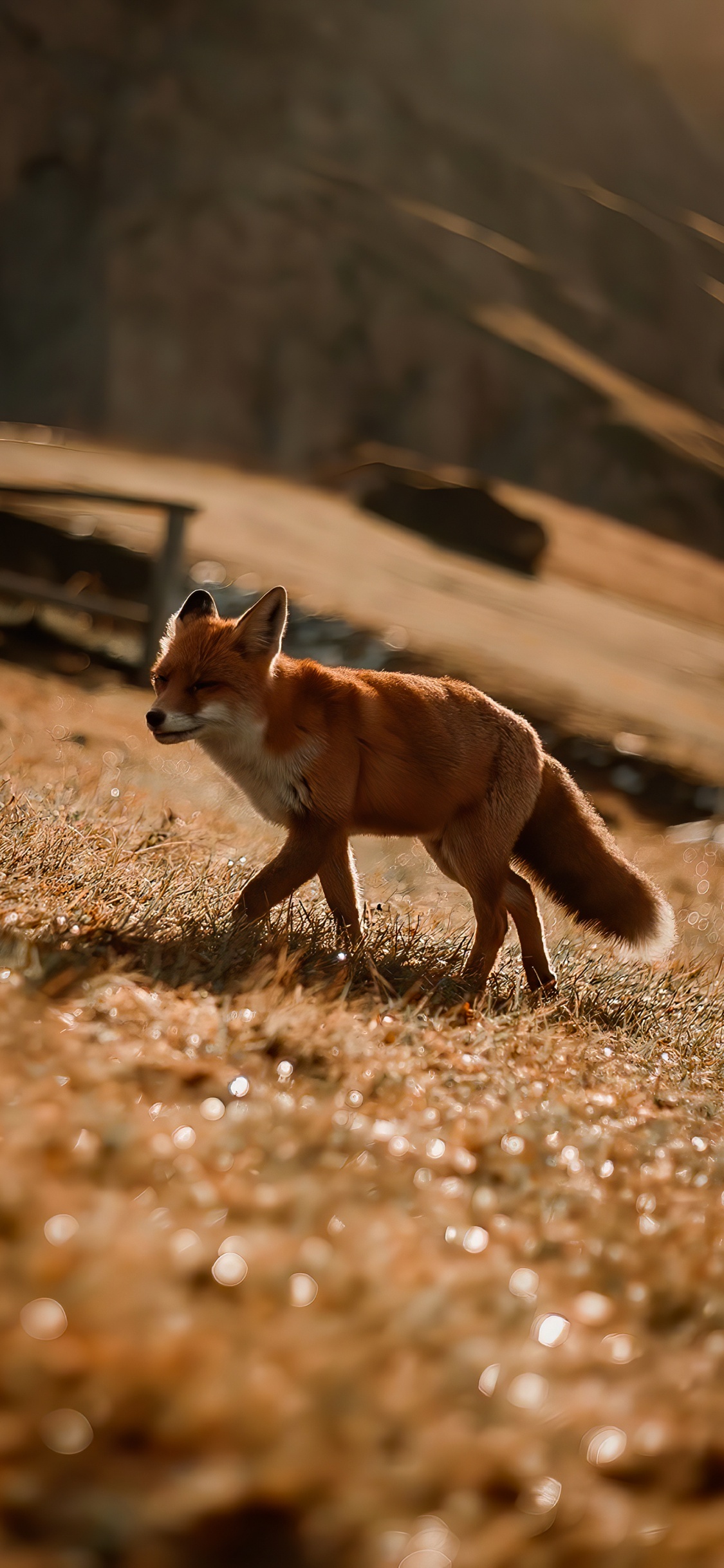 Beuteltier, Holz, Kitz, Terrestrische Tier, Gras. Wallpaper in 1125x2436 Resolution