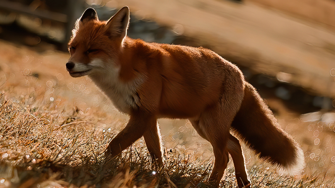 Marsupial, Madera, Fawn, Los Animales Terrestres, Suelo. Wallpaper in 1280x720 Resolution