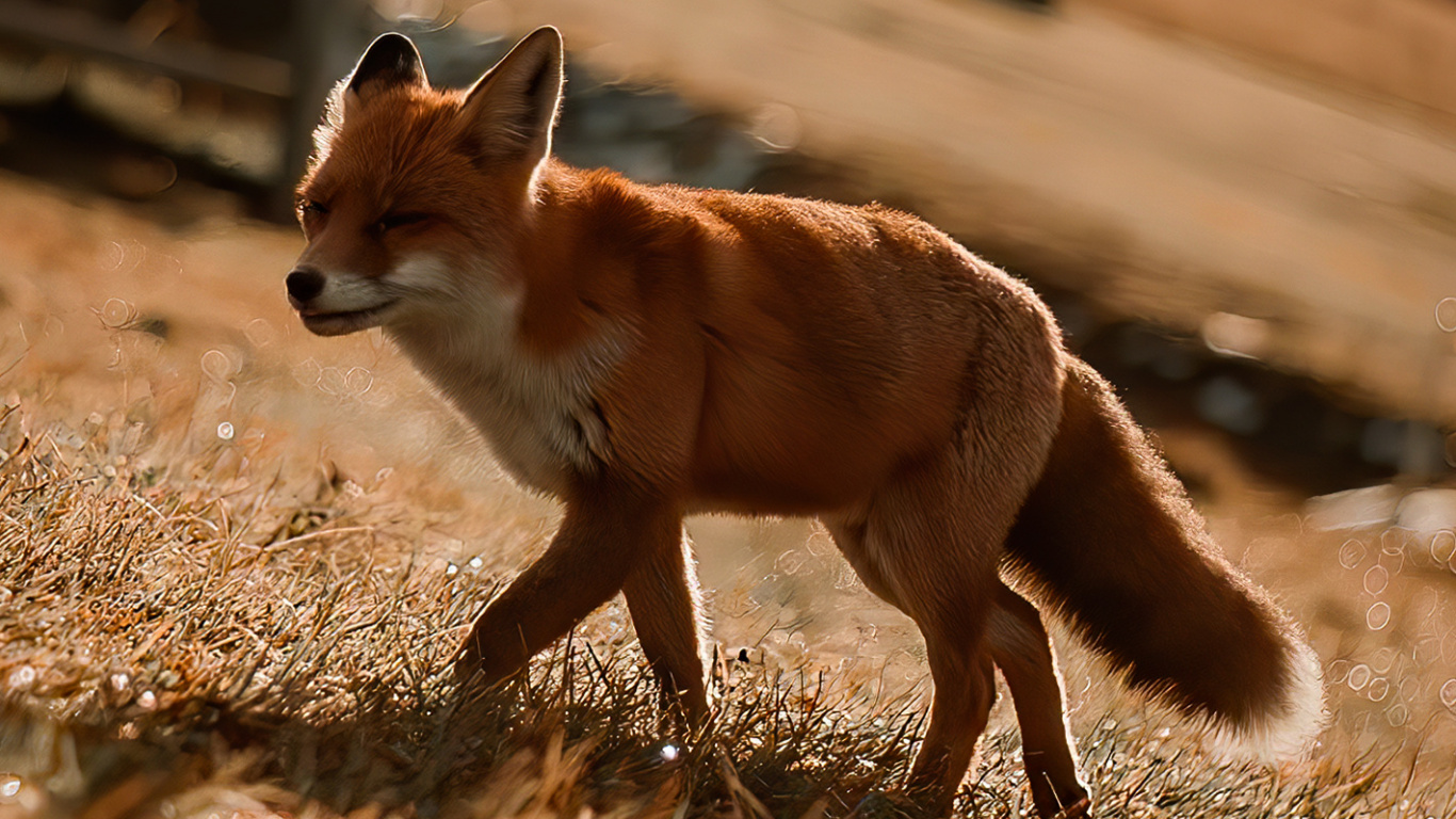 Marsupial, Wood, Fawn, Terrestrial Animal, Snout. Wallpaper in 1366x768 Resolution