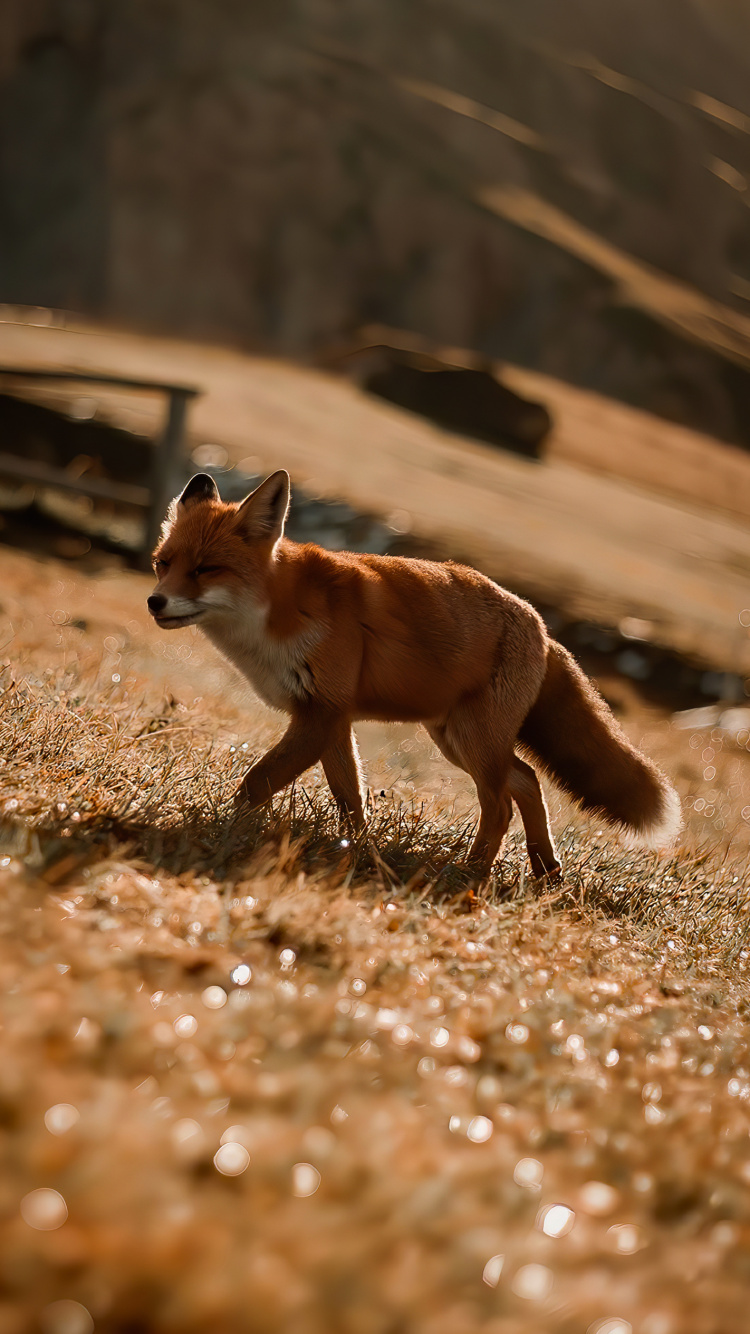 Marsupial, Wood, Fawn, Terrestrial Animal, Snout. Wallpaper in 750x1334 Resolution