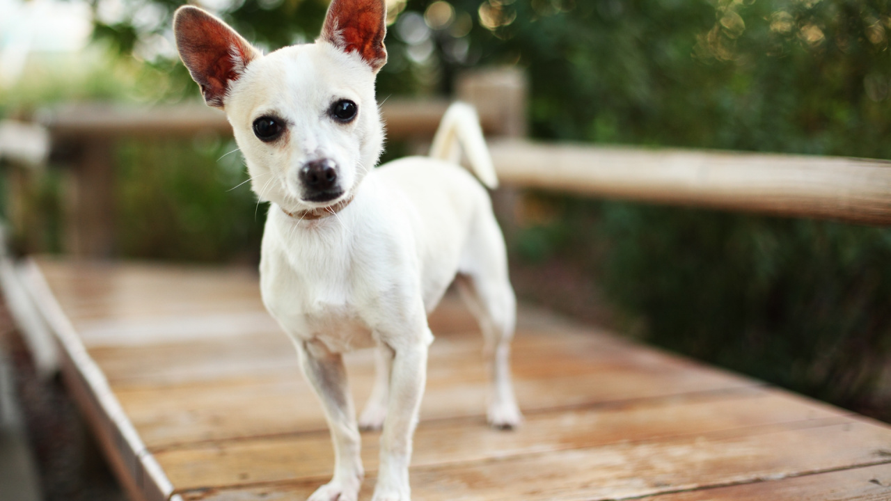 Chihuahua Blanc Sur Plancher en Bois Marron. Wallpaper in 1280x720 Resolution