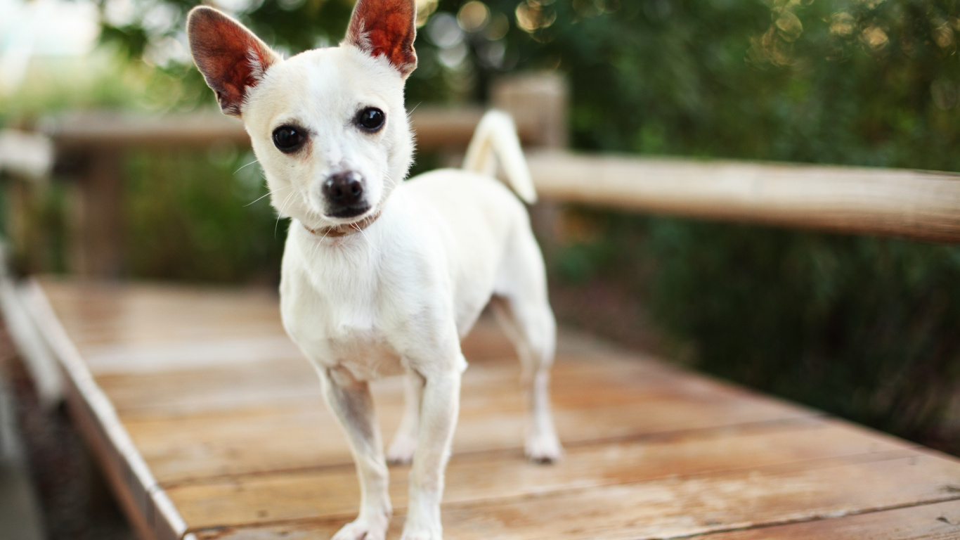 Chihuahua Blanc Sur Plancher en Bois Marron. Wallpaper in 1366x768 Resolution