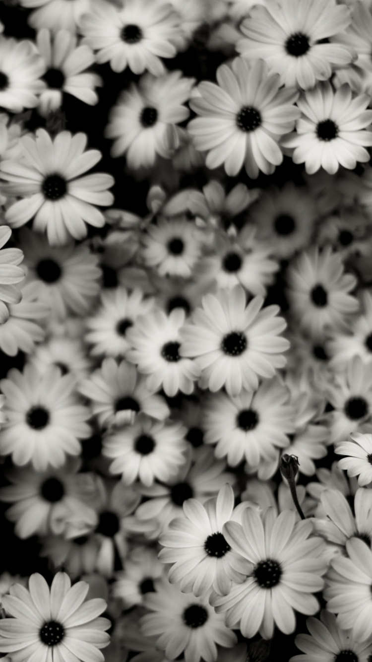 Weiße Und Gelbe Blumen Blühen. Wallpaper in 750x1334 Resolution