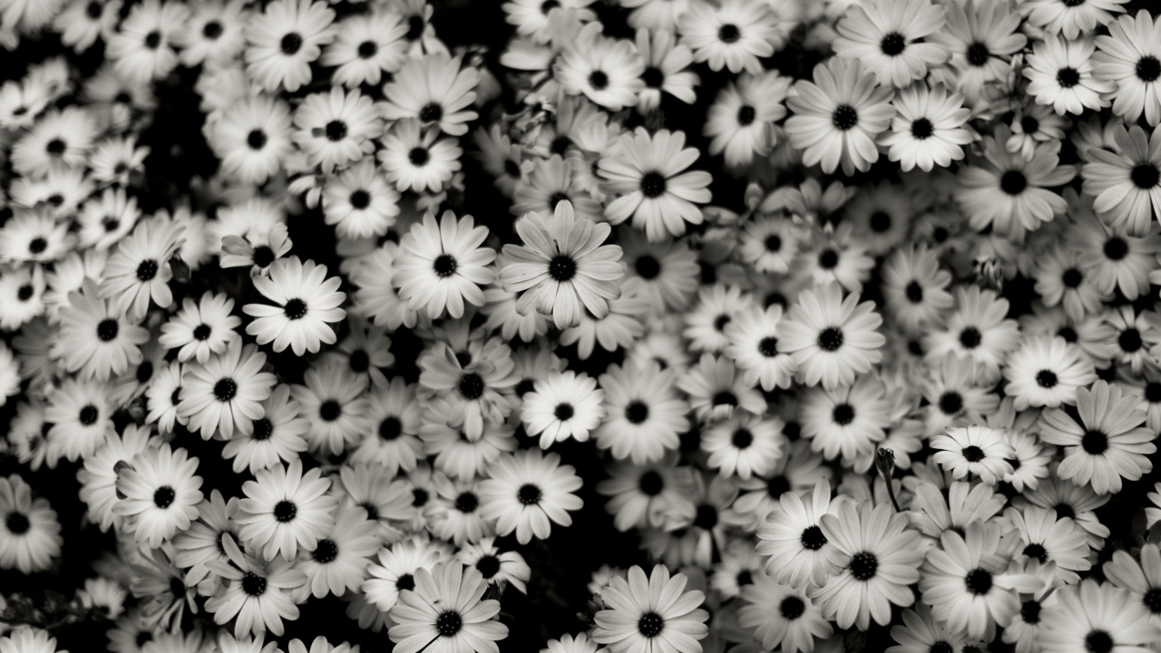 Fleurs Blanches et Jaunes en Fleurs. Wallpaper in 1280x720 Resolution