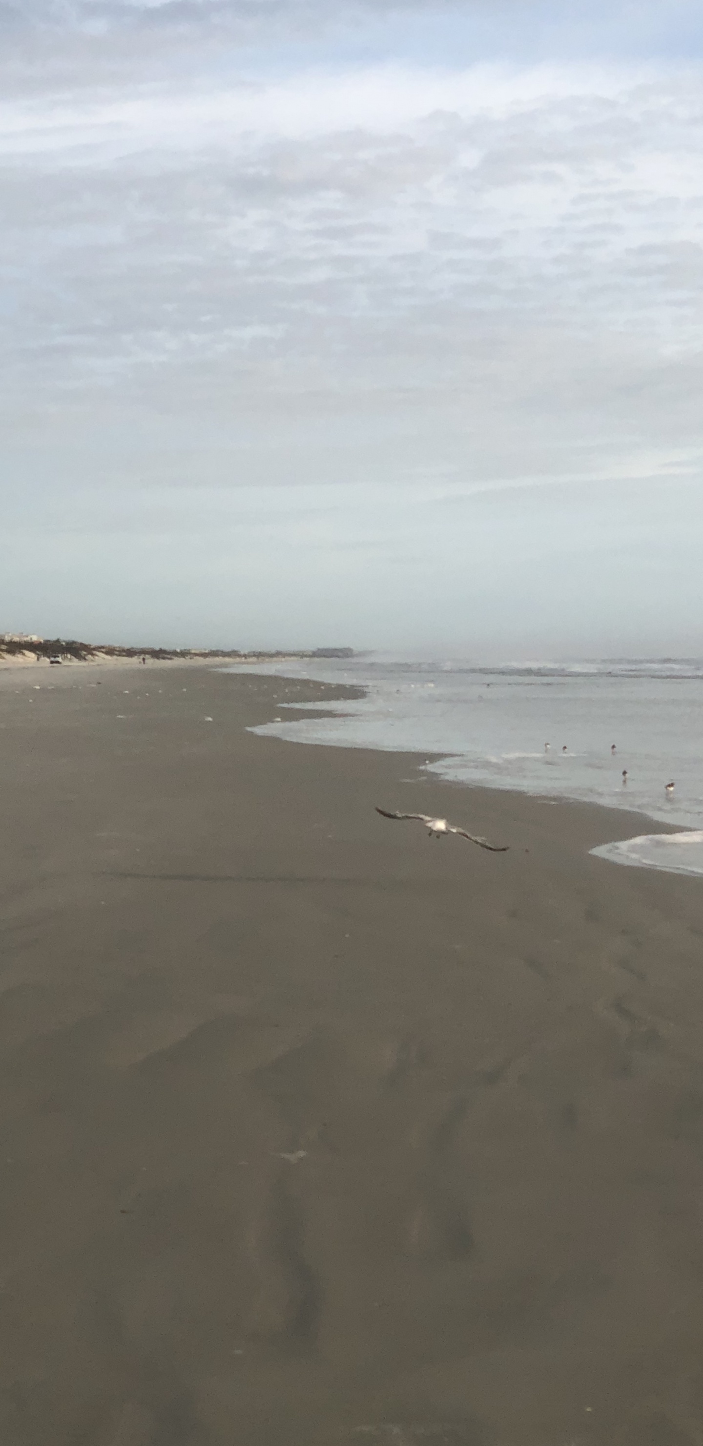 Sea, Mudflat, Wind Wave, Tide, Body of Water. Wallpaper in 1440x2960 Resolution