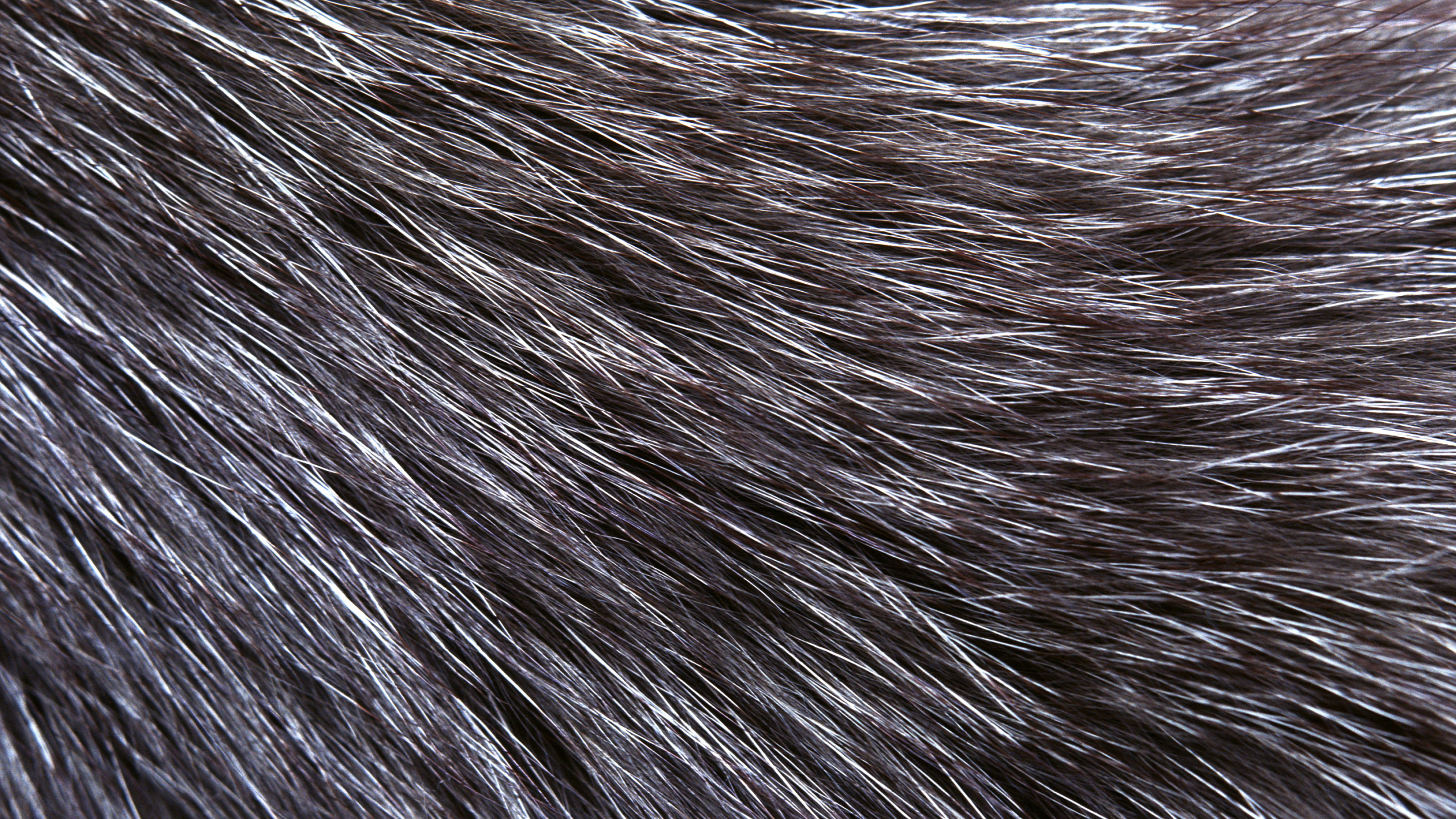 Textile Fourrure Blanche et Noire. Wallpaper in 2560x1440 Resolution