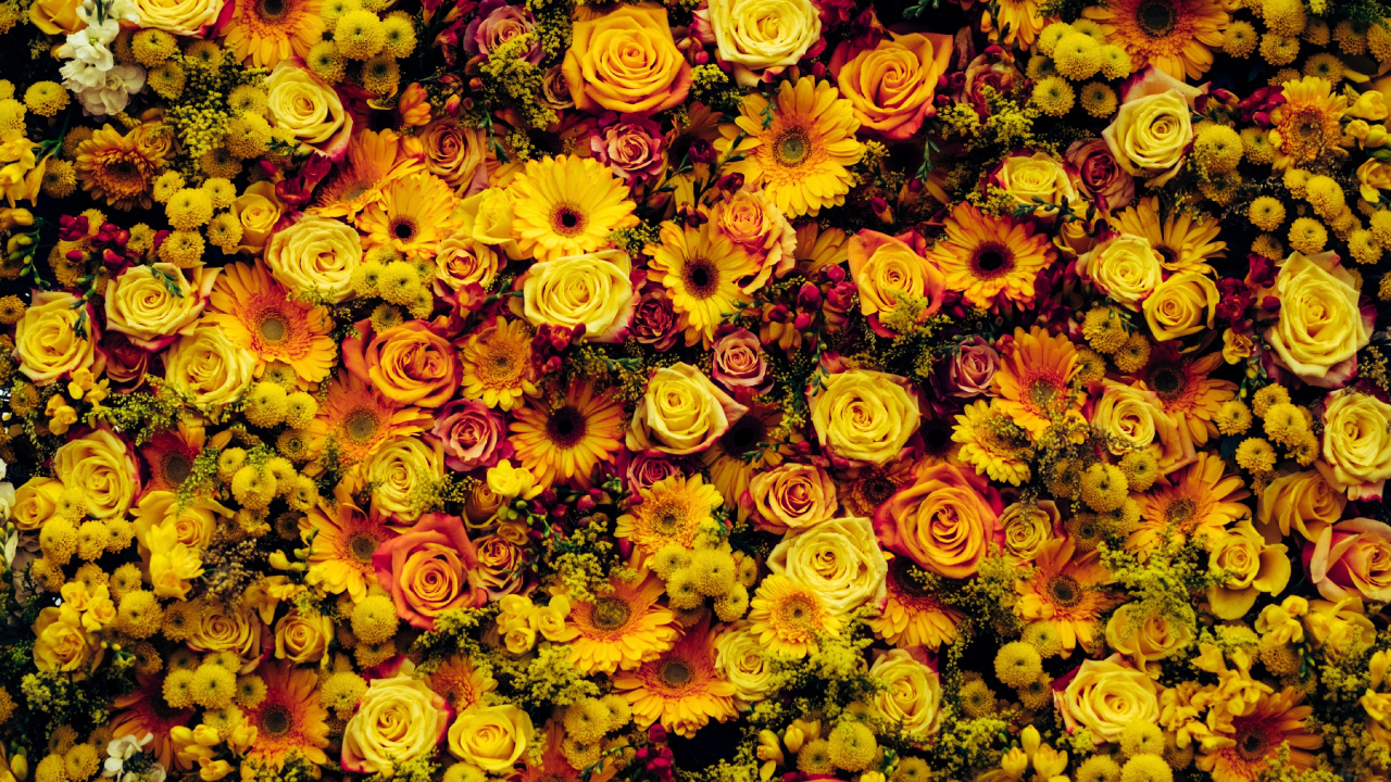 Campo de Flores Amarillas y Naranjas. Wallpaper in 1280x720 Resolution