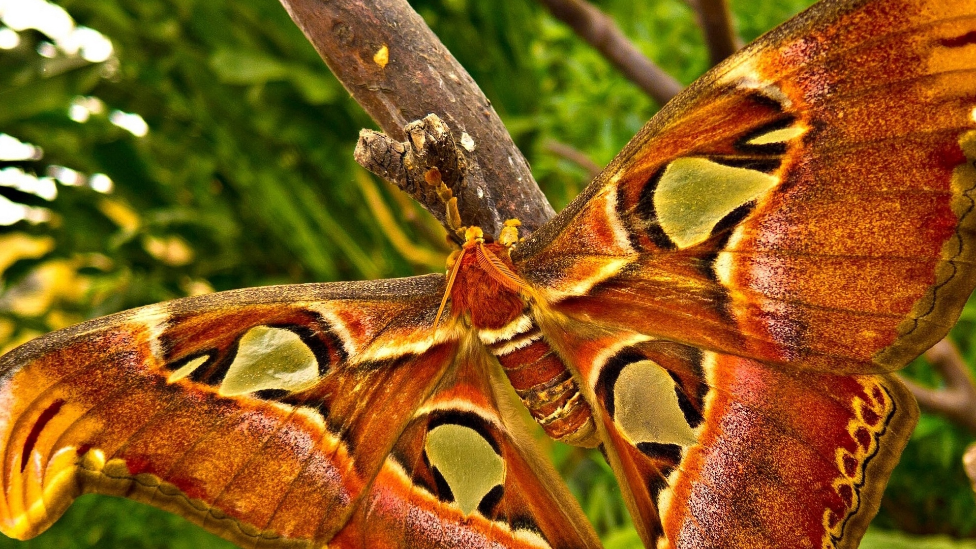Mariposa Marrón y Negra en la Rama de un Árbol Marrón Durante el Día. Wallpaper in 1920x1080 Resolution