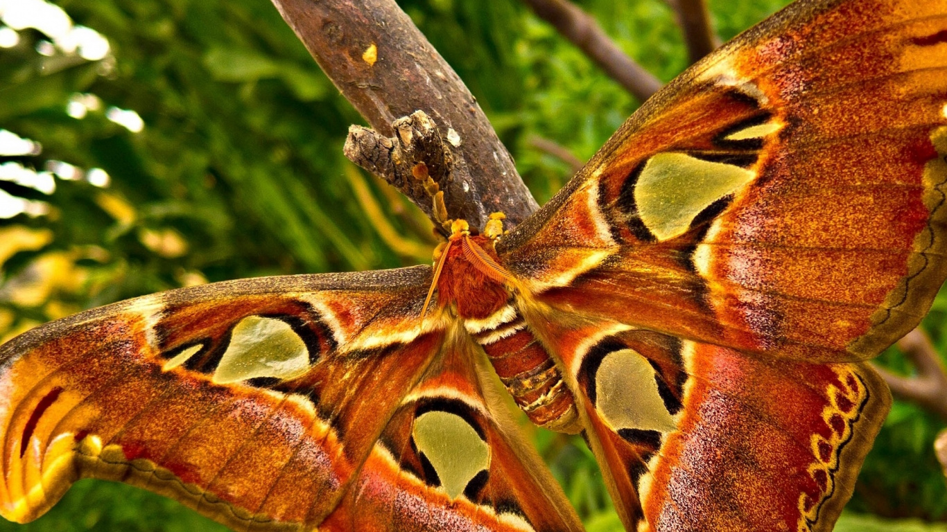 Brown and Black Butterfly on Brown Tree Branch During Daytime. Wallpaper in 1366x768 Resolution