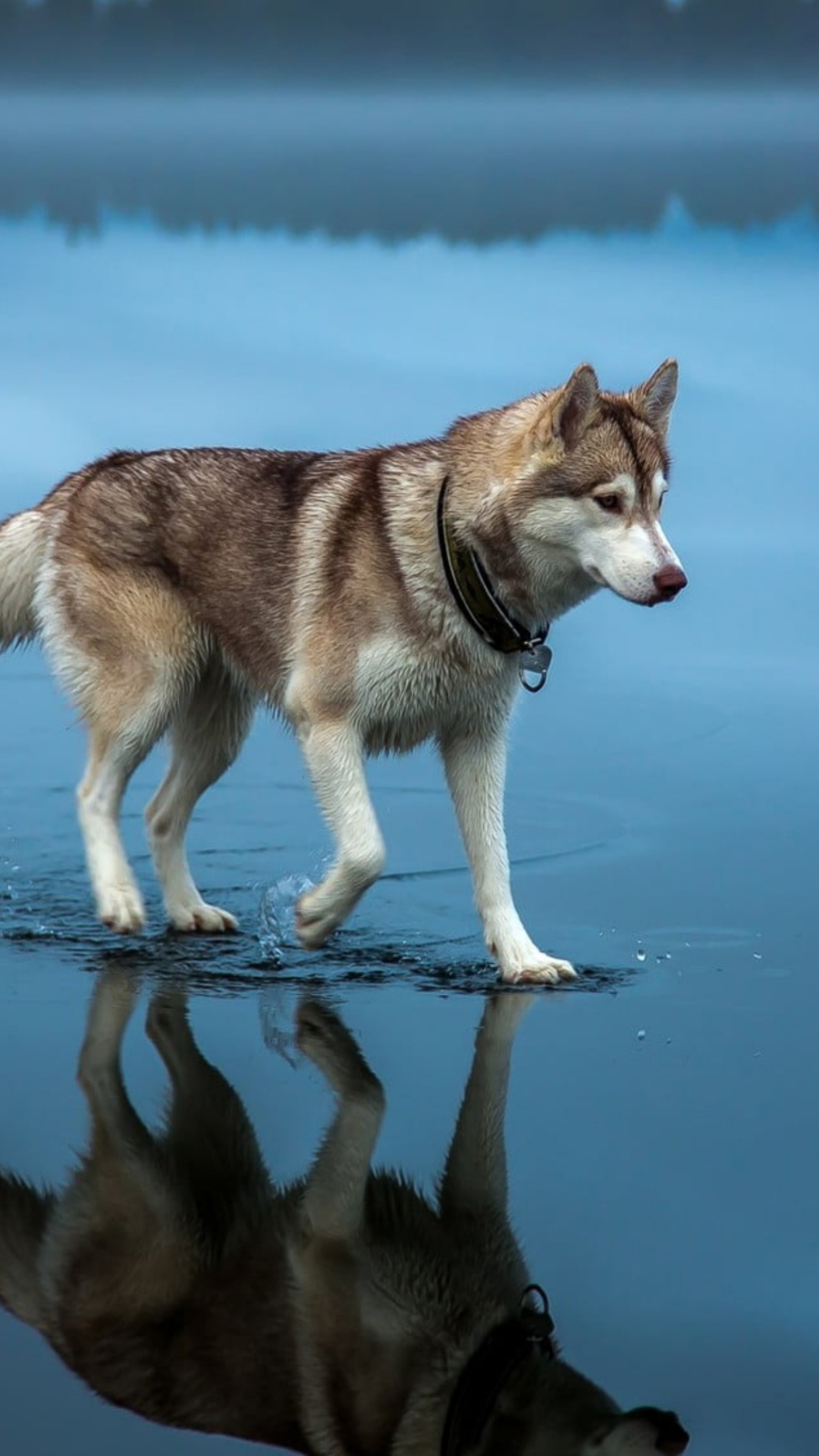 Wolf, Water, Dog, Carnivore, Dog Breed. Wallpaper in 1080x1920 Resolution