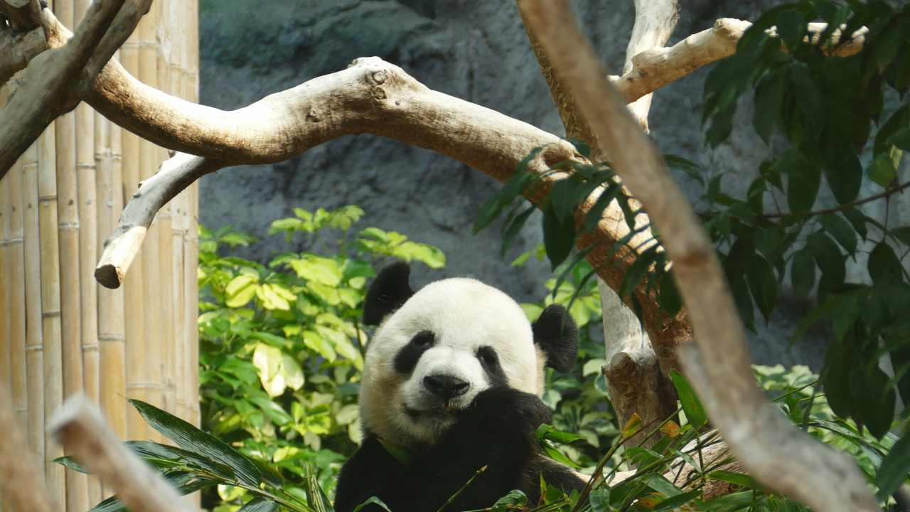 Panda en la Rama de un Árbol Durante el Día. Wallpaper in 1280x720 Resolution