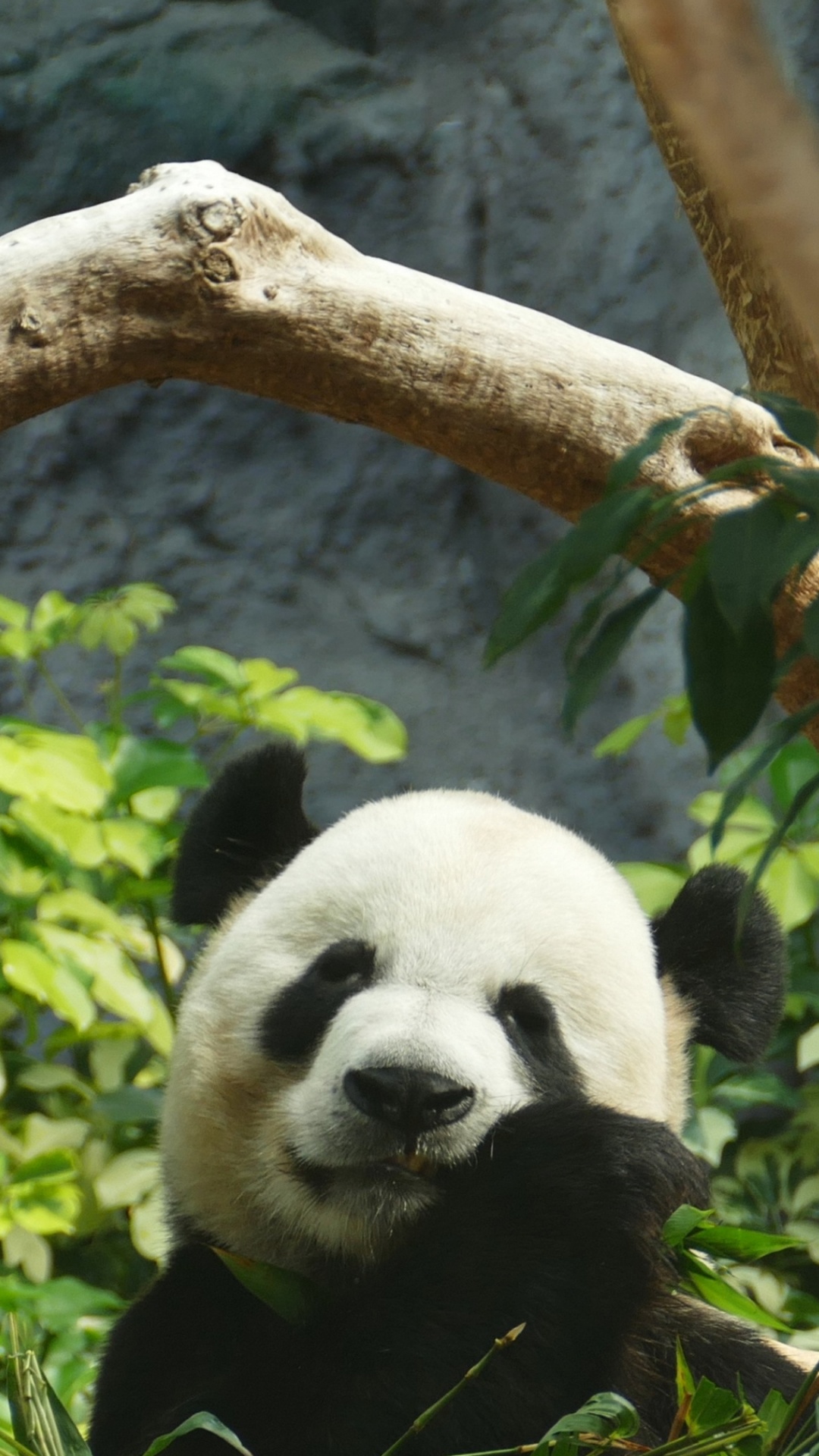 Panda on Tree Branch During Daytime. Wallpaper in 1080x1920 Resolution