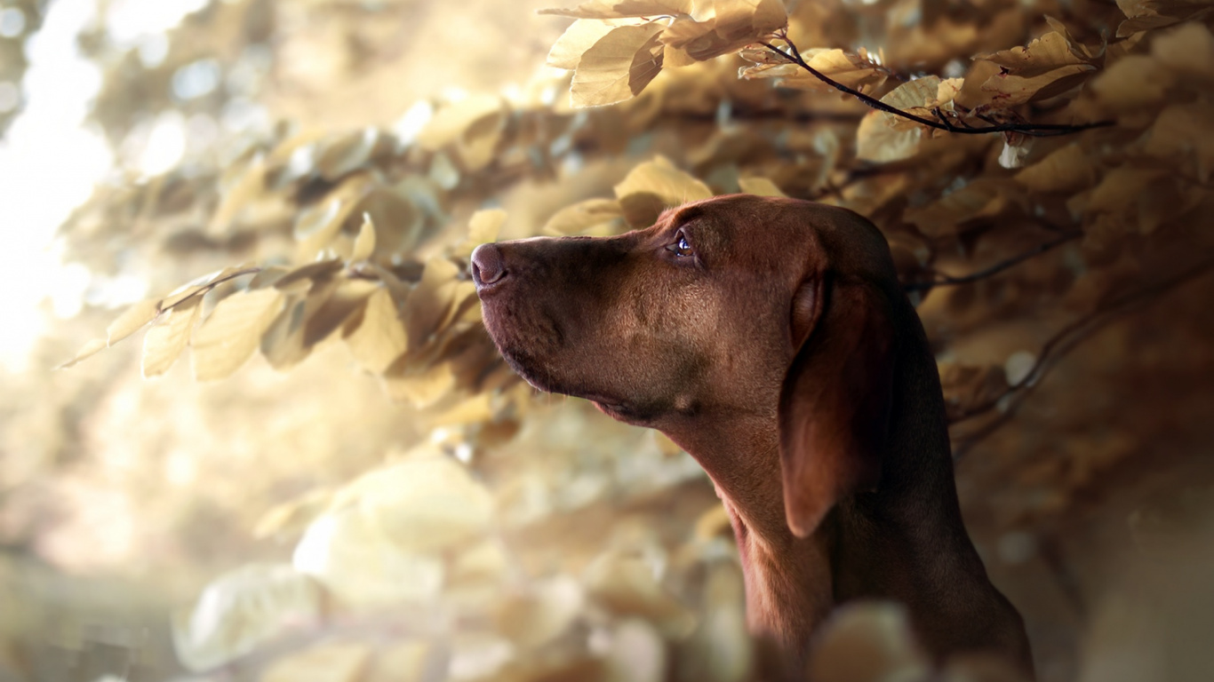 Weimaraner, Vizsla, Hunderasse, Hund, Instagram. Wallpaper in 1366x768 Resolution