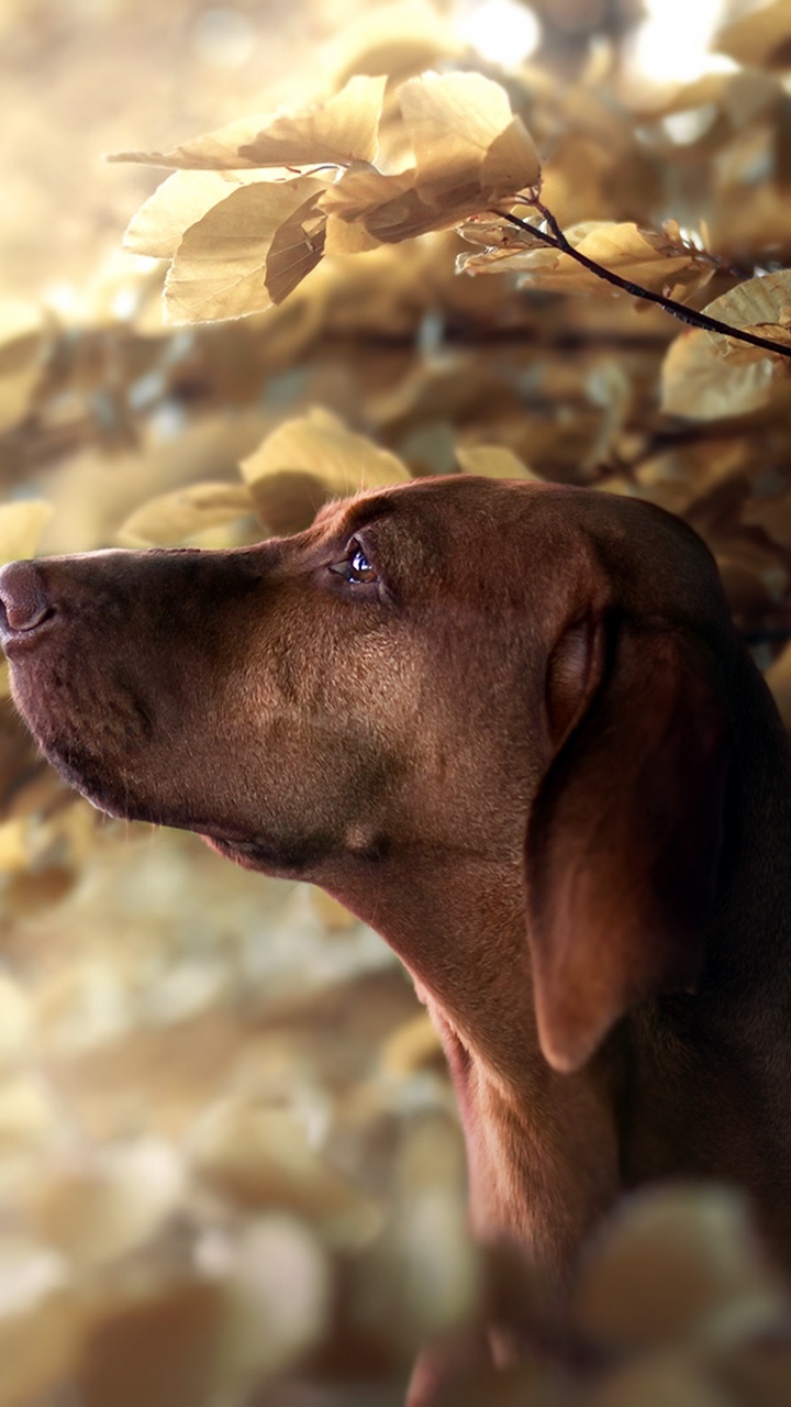 Weimaraner, Vizsla, Race de Chien, Chien de Chasse, Chien. Wallpaper in 720x1280 Resolution