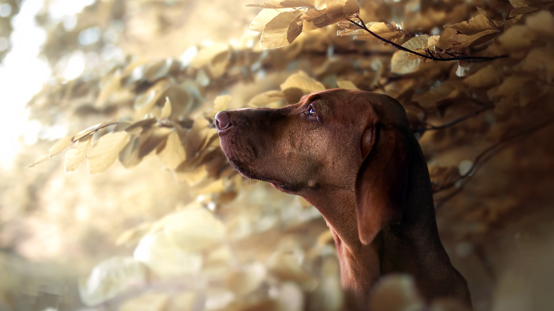 Snout, Weimaraner, Vizsla, Dog Breed, Hunting Dog. Wallpaper in 1920x1080 Resolution