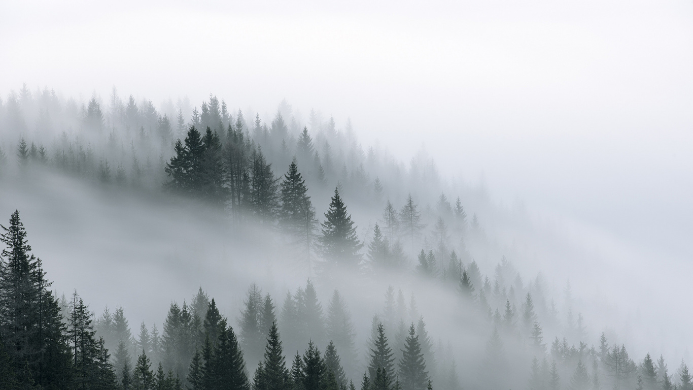 Green Pine Trees Covered With Fog. Wallpaper in 1366x768 Resolution