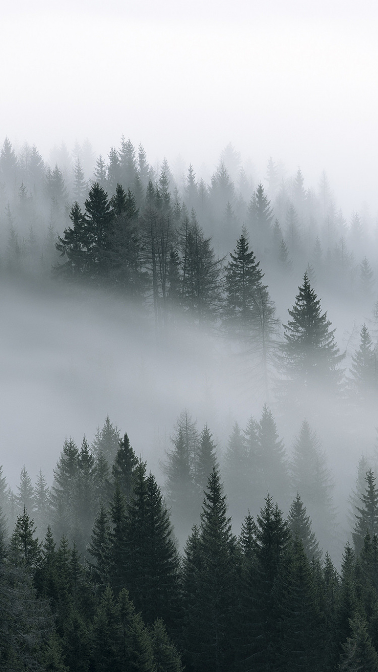 Green Pine Trees Covered With Fog. Wallpaper in 750x1334 Resolution