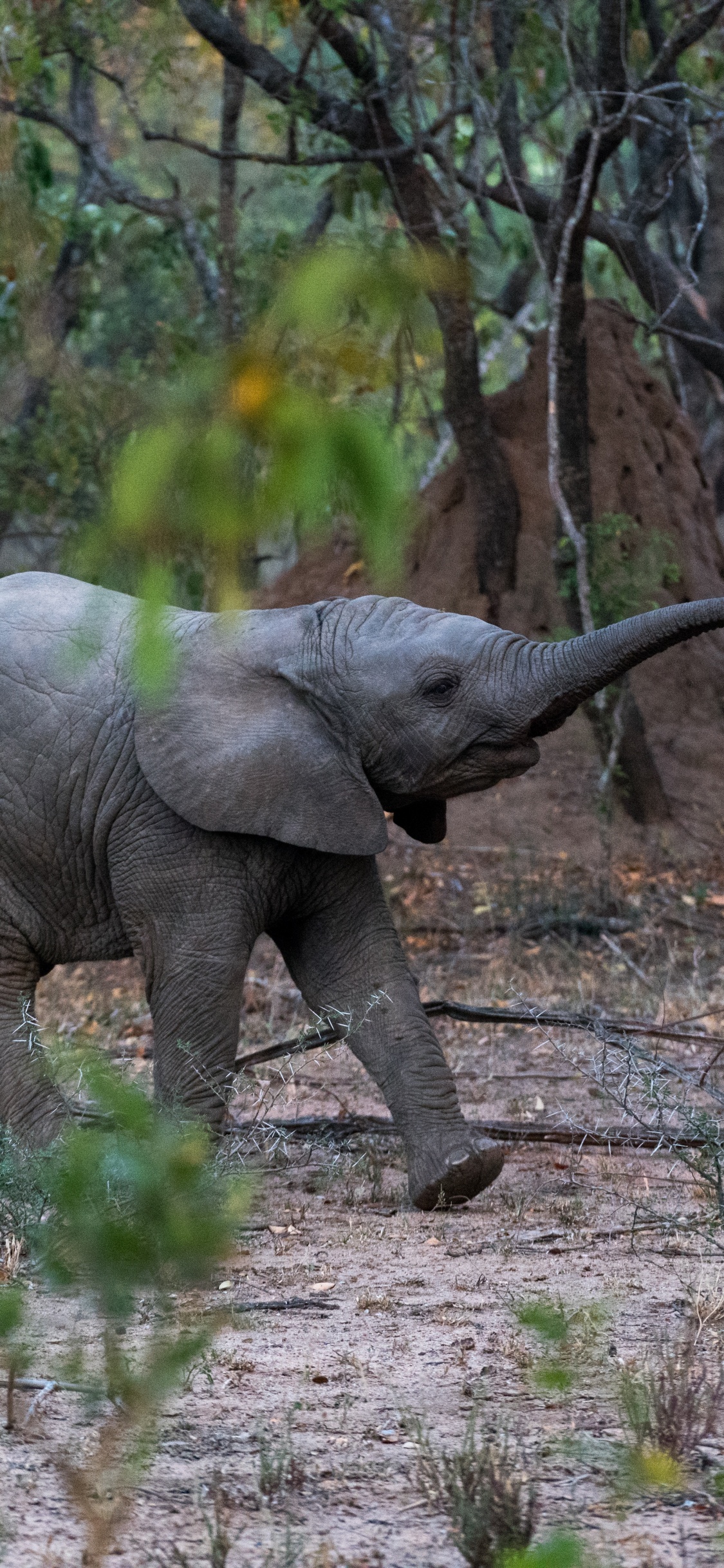 印度大象, 陆地动物, 野生动物, 大象和猛犸象, 非洲象 壁纸 1125x2436 允许