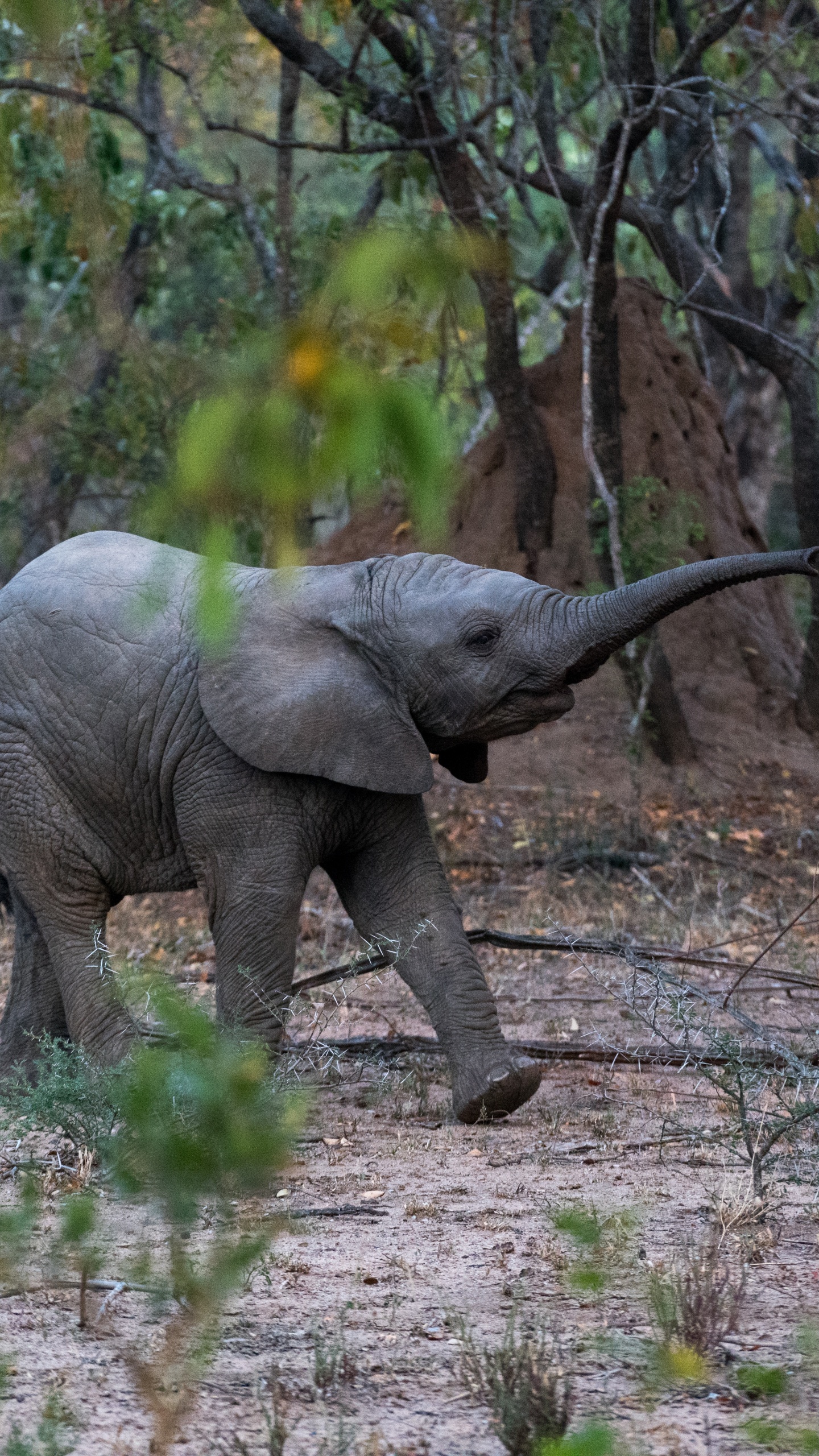 印度大象, 陆地动物, 野生动物, 大象和猛犸象, 非洲象 壁纸 1440x2560 允许