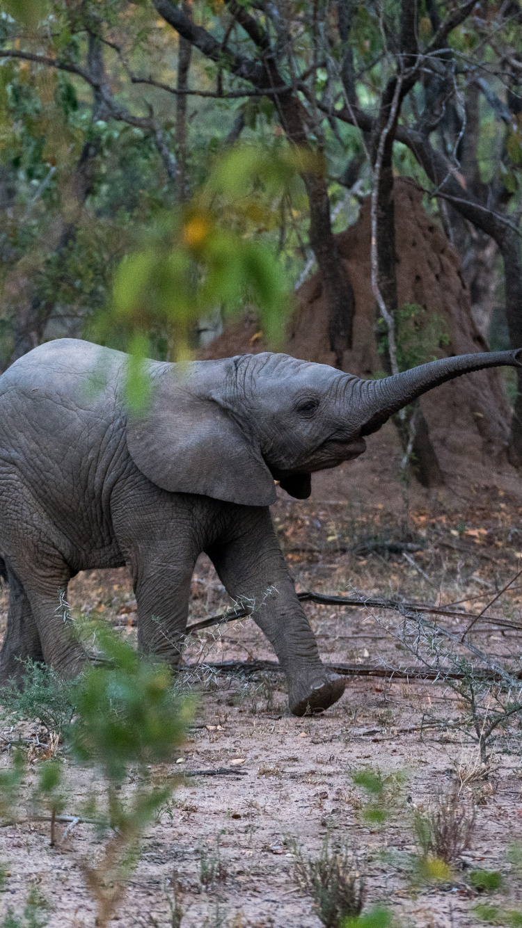 印度大象, 陆地动物, 野生动物, 大象和猛犸象, 非洲象 壁纸 750x1334 允许