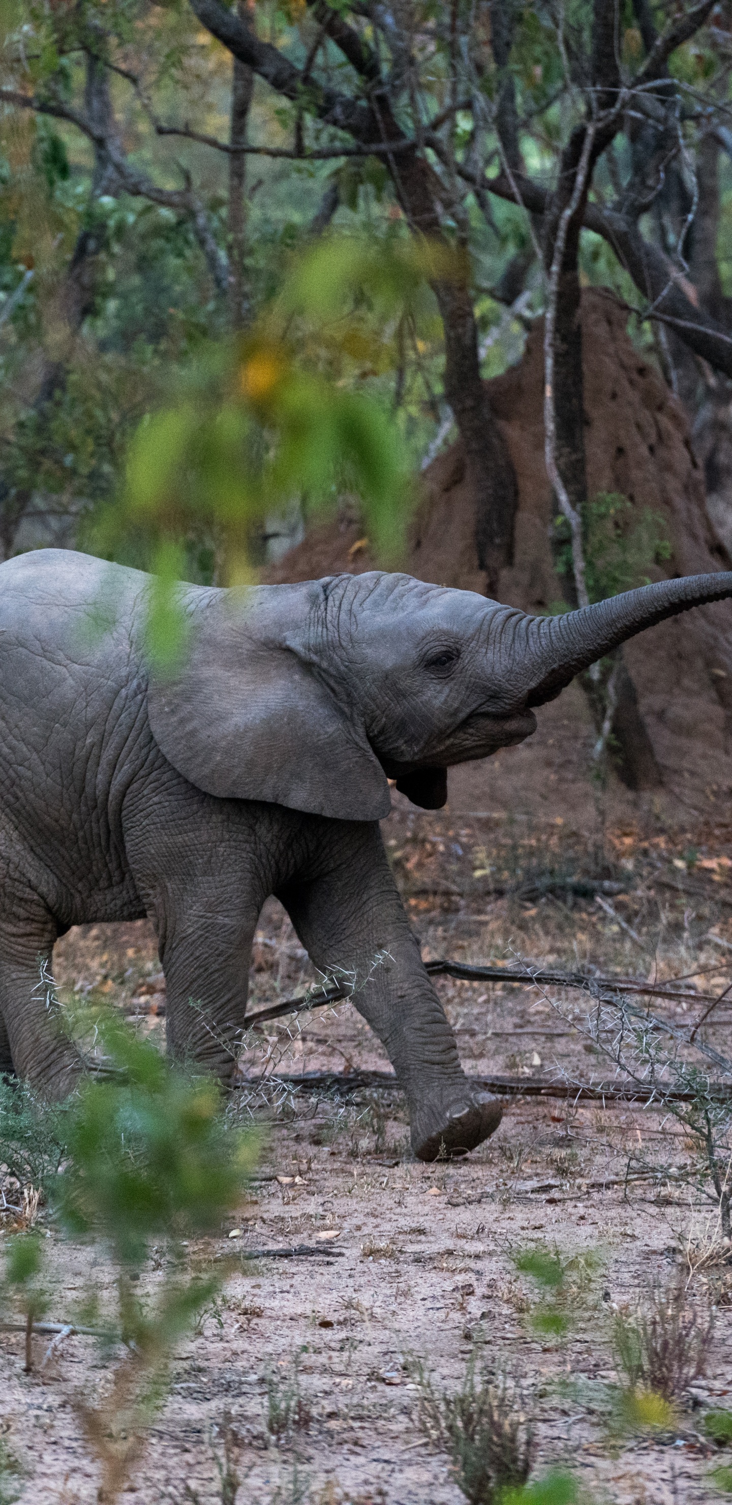 Elephant Walking on Dirt Road During Daytime. Wallpaper in 1440x2960 Resolution