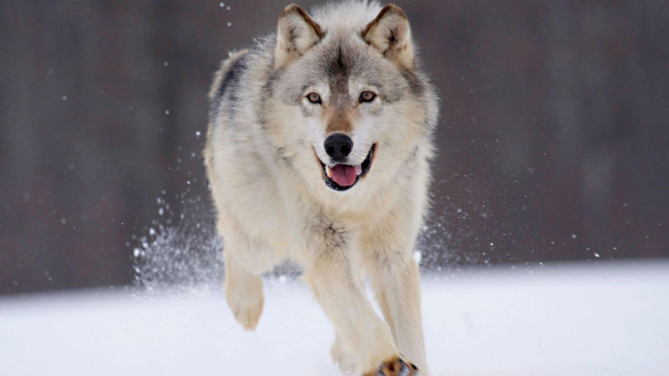 Lobo Blanco y Negro Sobre Suelo Cubierto de Nieve. Wallpaper in 1366x768 Resolution