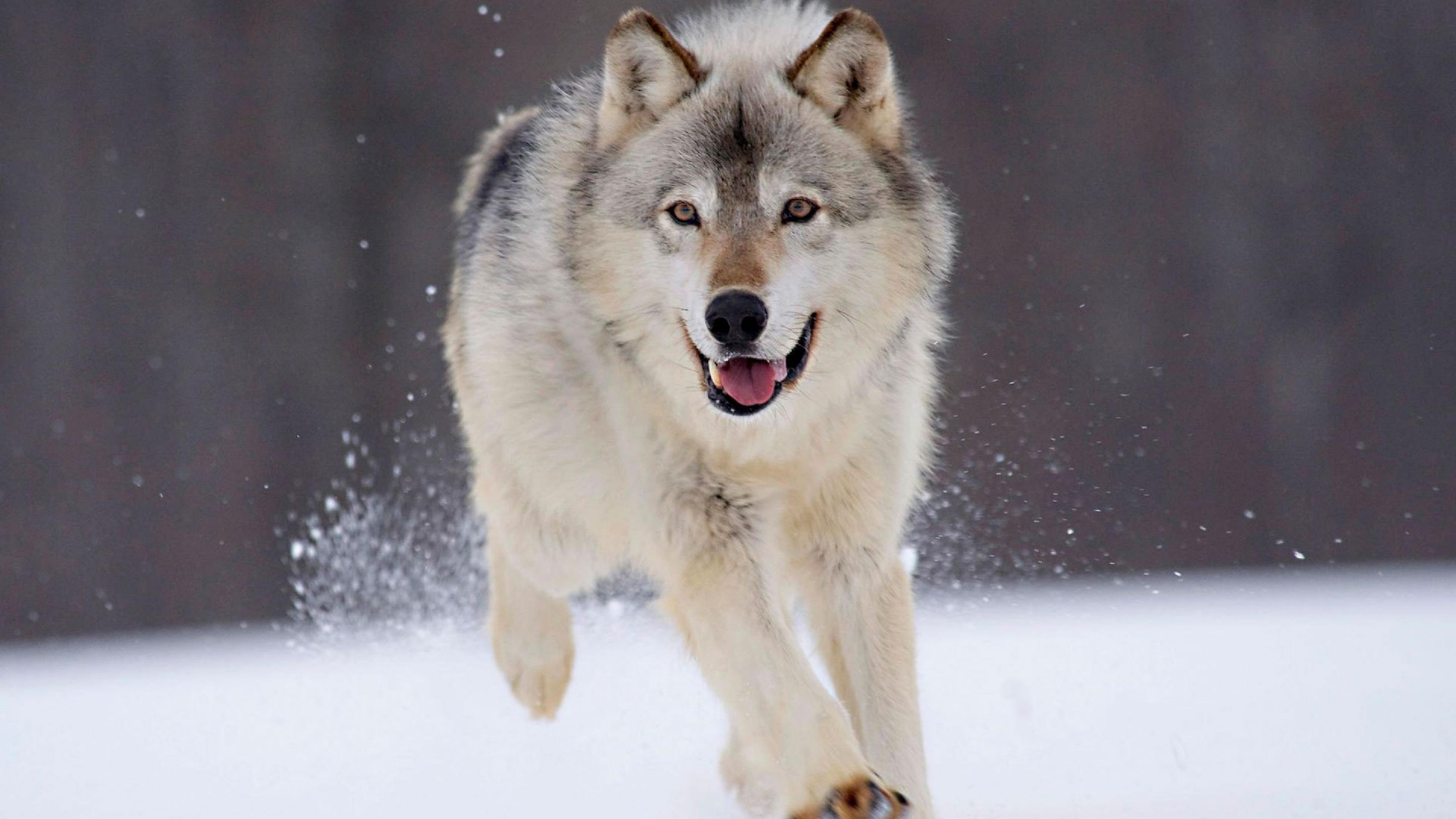 Weißer Und Schwarzer Wolf Auf Schneebedecktem Boden. Wallpaper in 1920x1080 Resolution