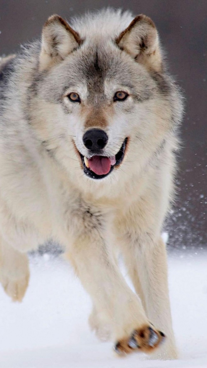 Weißer Und Schwarzer Wolf Auf Schneebedecktem Boden. Wallpaper in 720x1280 Resolution