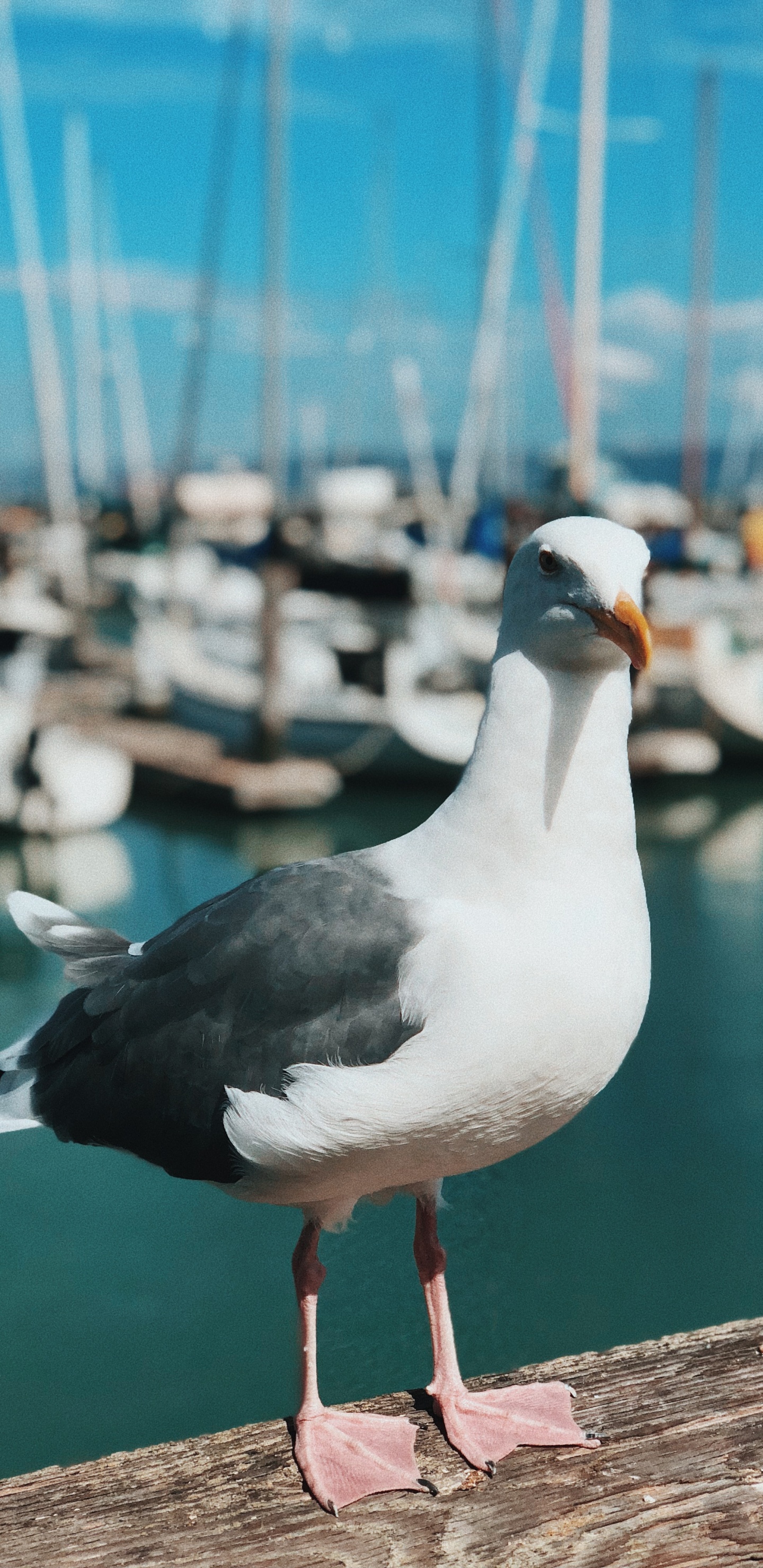 Eau, Oiseaux de Rivage, Mouette, Great Black Backed Gull, Courir. Wallpaper in 1440x2960 Resolution