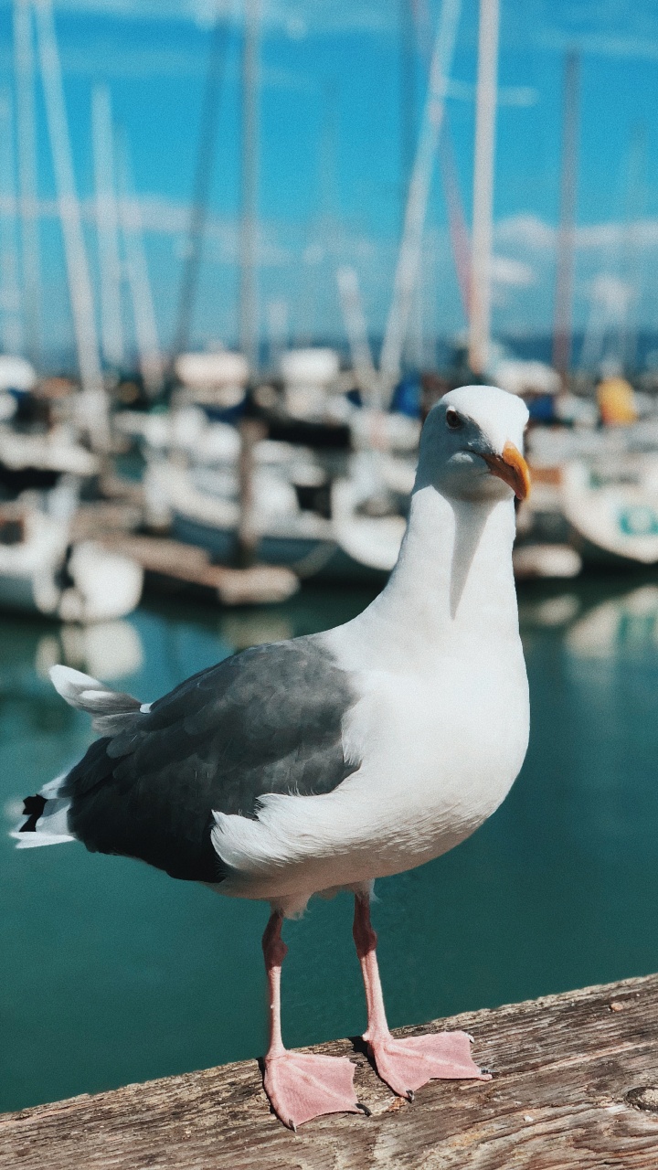 Water, Shorebirds, Gull, Great Black Backed Gull, Lari. Wallpaper in 720x1280 Resolution