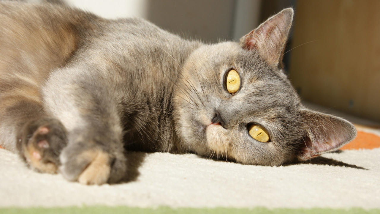 Russian Blue Cat Lying on Green Textile. Wallpaper in 1280x720 Resolution