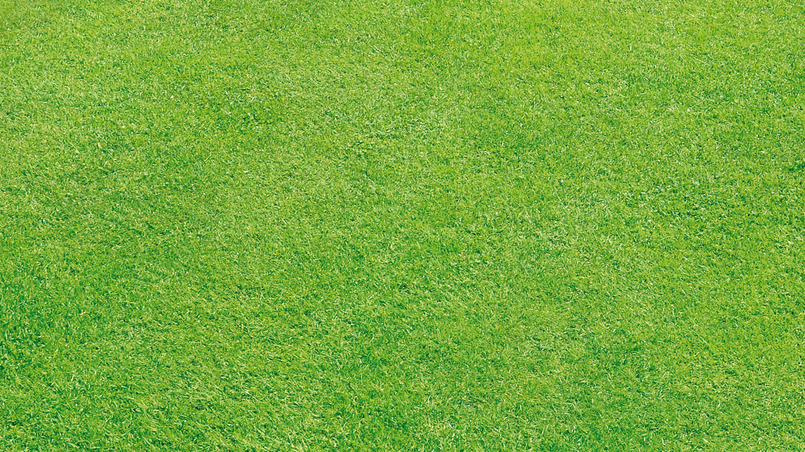 Green Grass Field During Daytime. Wallpaper in 2560x1440 Resolution