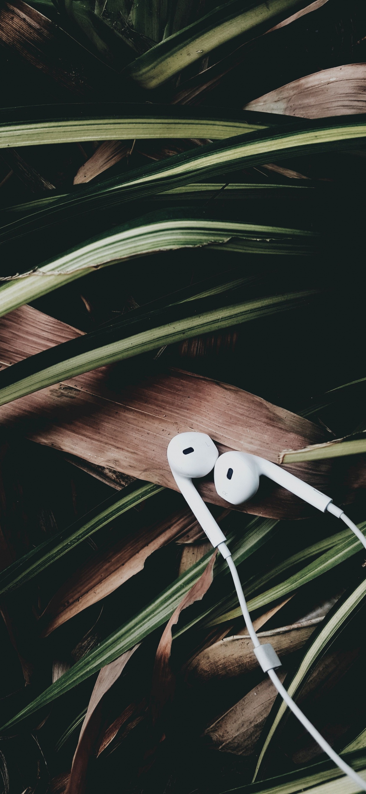 木, 电视, 创造性的艺术, 艺术 壁纸 1242x2688 允许