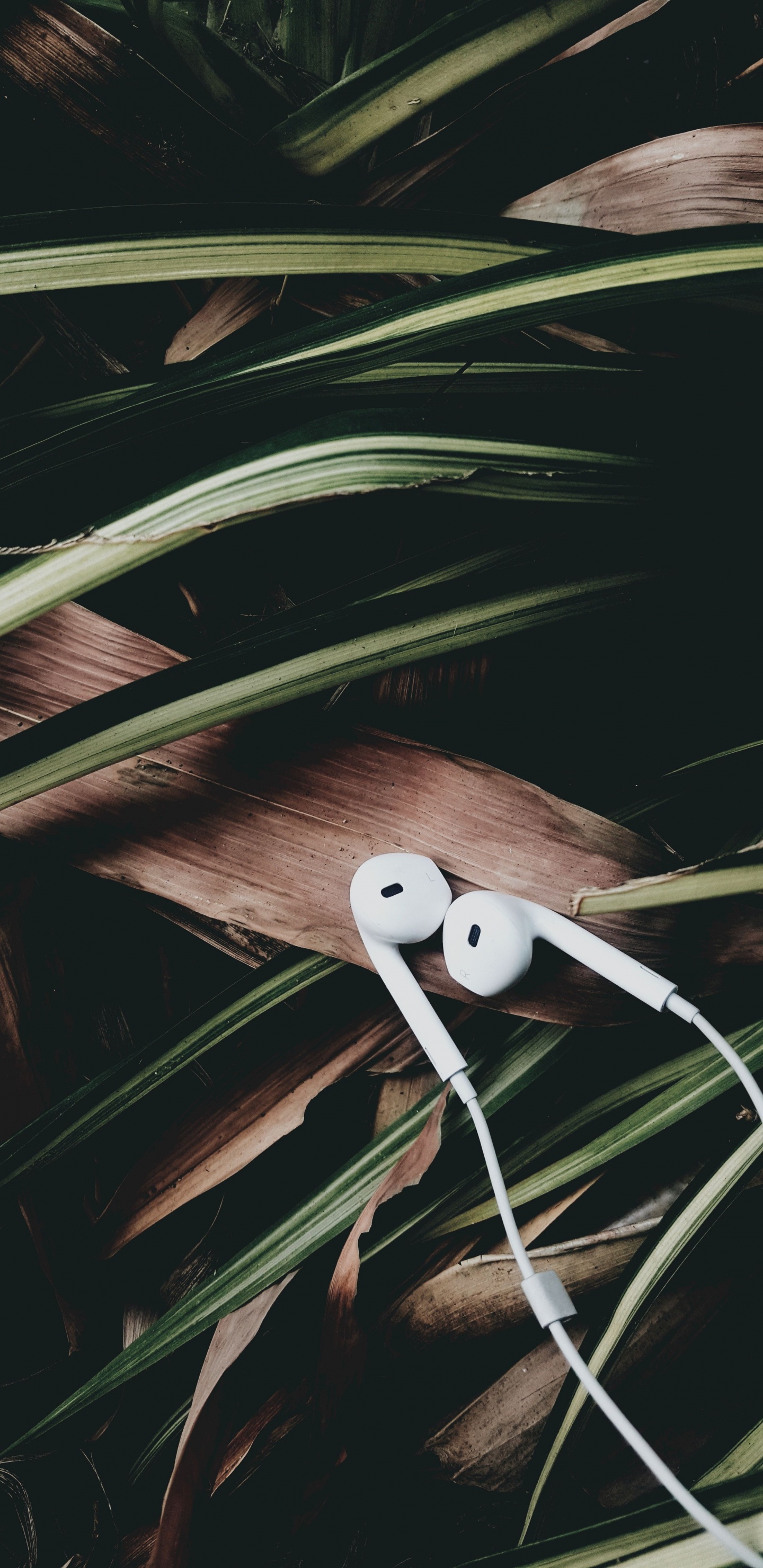 木, 电视, 创造性的艺术, 艺术 壁纸 1440x2960 允许