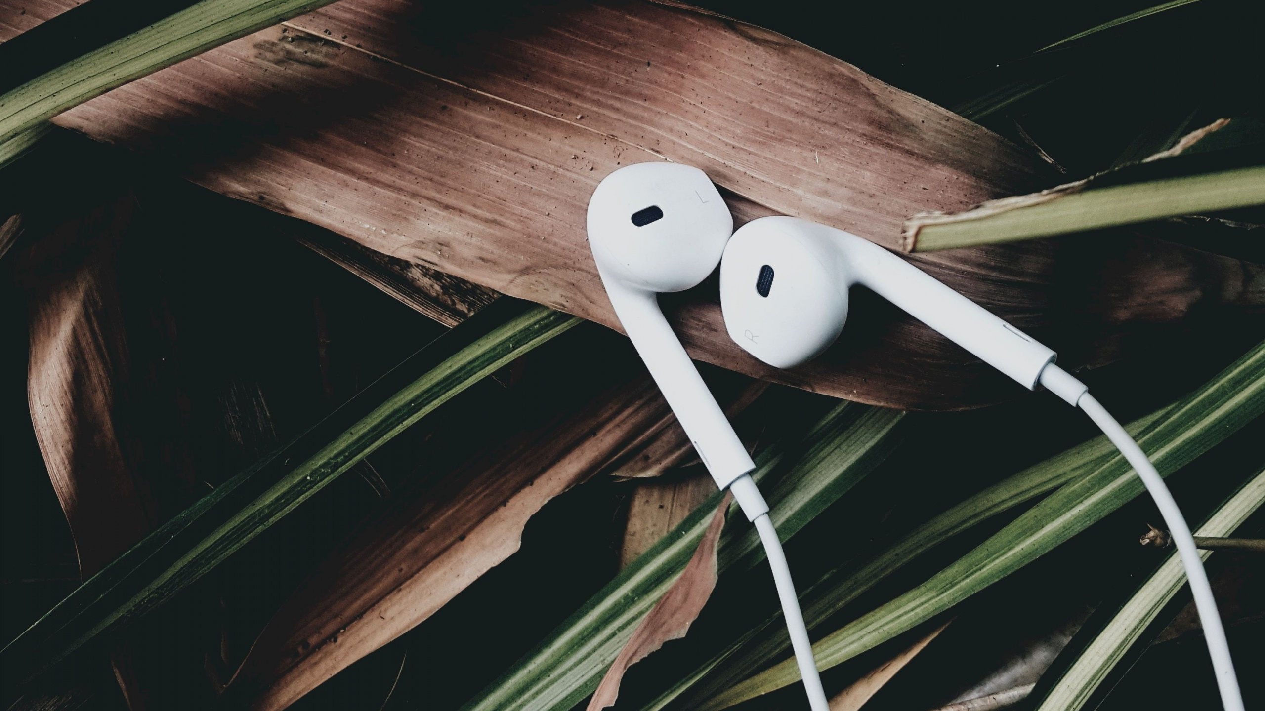 Plant, Video, Wood, Hashtag, Television. Wallpaper in 2560x1440 Resolution