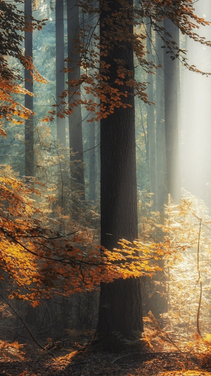 Arbres Bruns Avec Des Rayons de Soleil. Wallpaper in 720x1280 Resolution