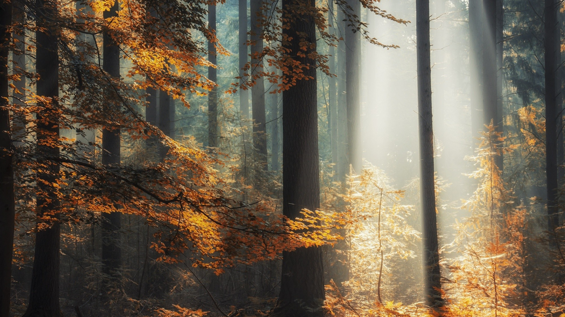 Brown Trees With Sun Rays. Wallpaper in 1920x1080 Resolution
