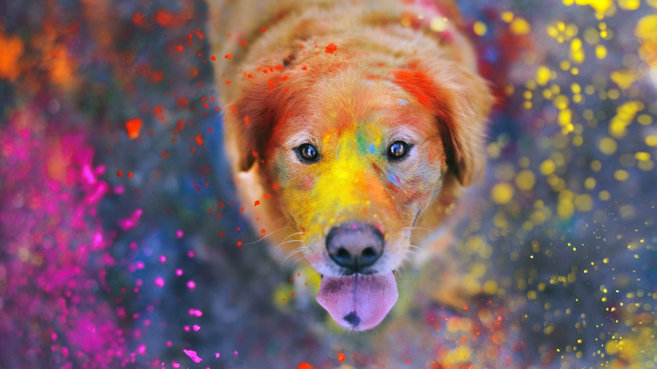 Cachorro de Golden Retriever Con Luces Rosas y Azules. Wallpaper in 1280x720 Resolution