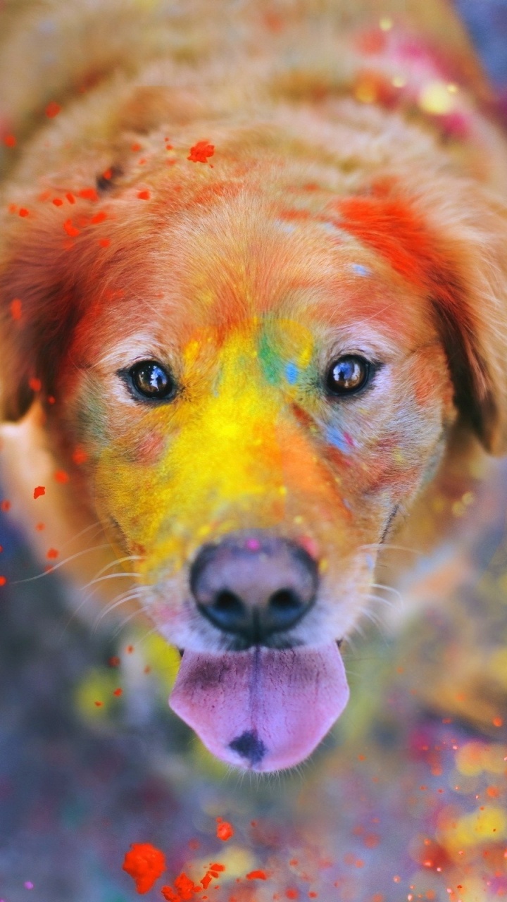 Cachorro de Golden Retriever Con Luces Rosas y Azules. Wallpaper in 720x1280 Resolution