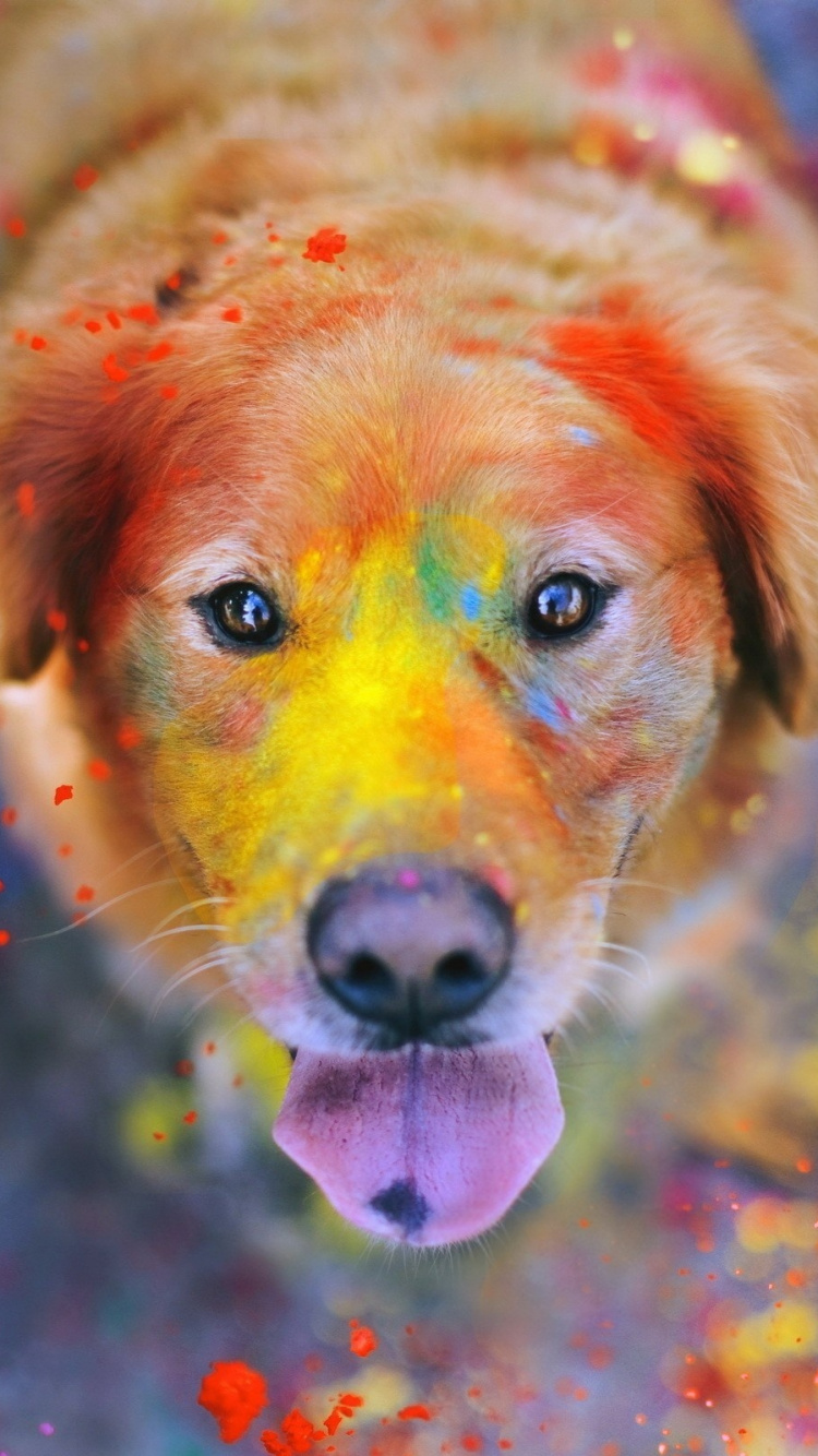 Cachorro de Golden Retriever Con Luces Rosas y Azules. Wallpaper in 750x1334 Resolution