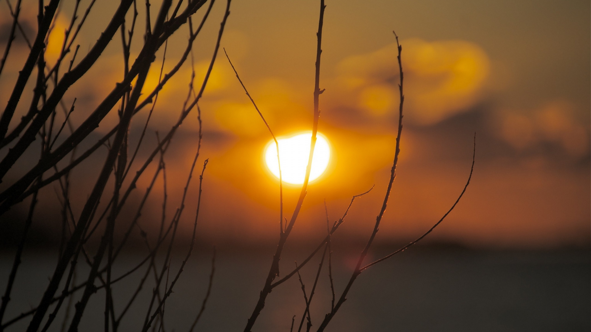 Silhouette de Plante Pendant le Coucher du Soleil. Wallpaper in 1920x1080 Resolution