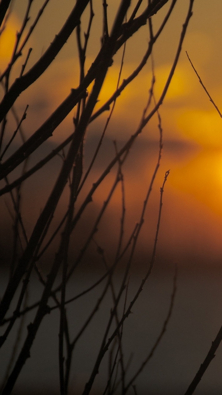 Silhouette Der Pflanze Bei Sonnenuntergang. Wallpaper in 720x1280 Resolution