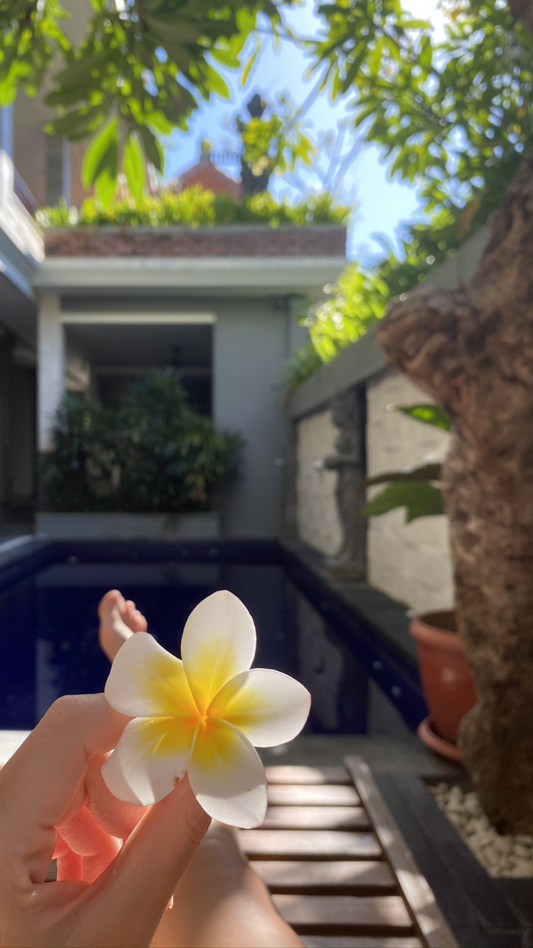 Flower, Petal, Property, Real Estate, House. Wallpaper in 750x1334 Resolution