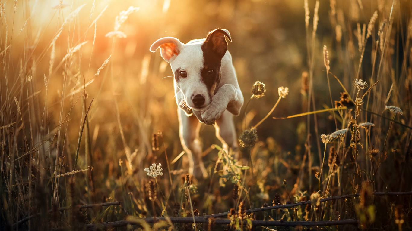 White and Brown Short Coat Small Dog on Green Grass Field During Daytime. Wallpaper in 1366x768 Resolution