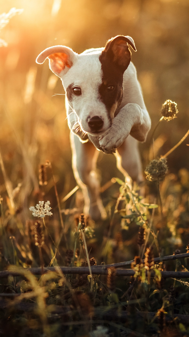 White and Brown Short Coat Small Dog on Green Grass Field During Daytime. Wallpaper in 750x1334 Resolution