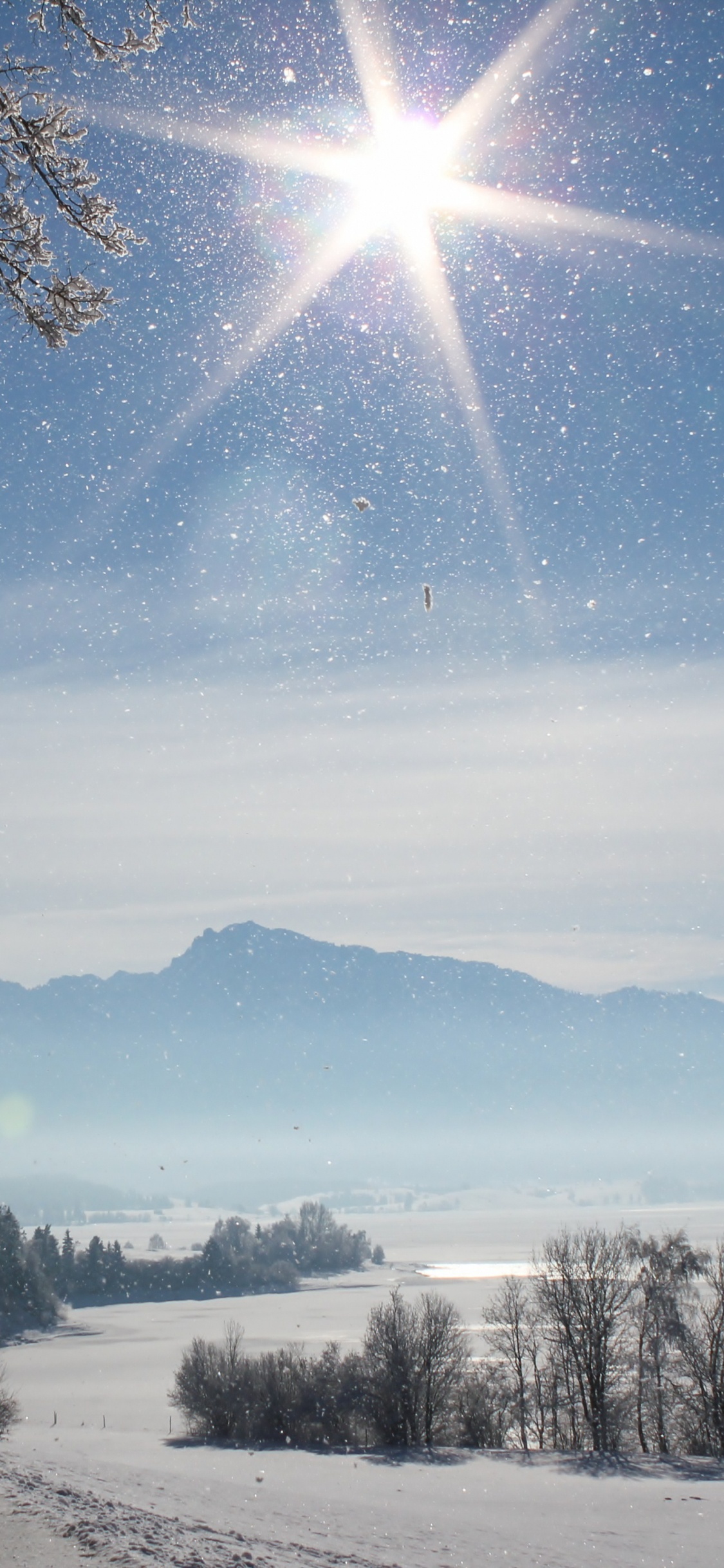 Arbres Nus Sur Sol Couvert de Neige Sous Ciel Bleu Pendant la Journée. Wallpaper in 1125x2436 Resolution