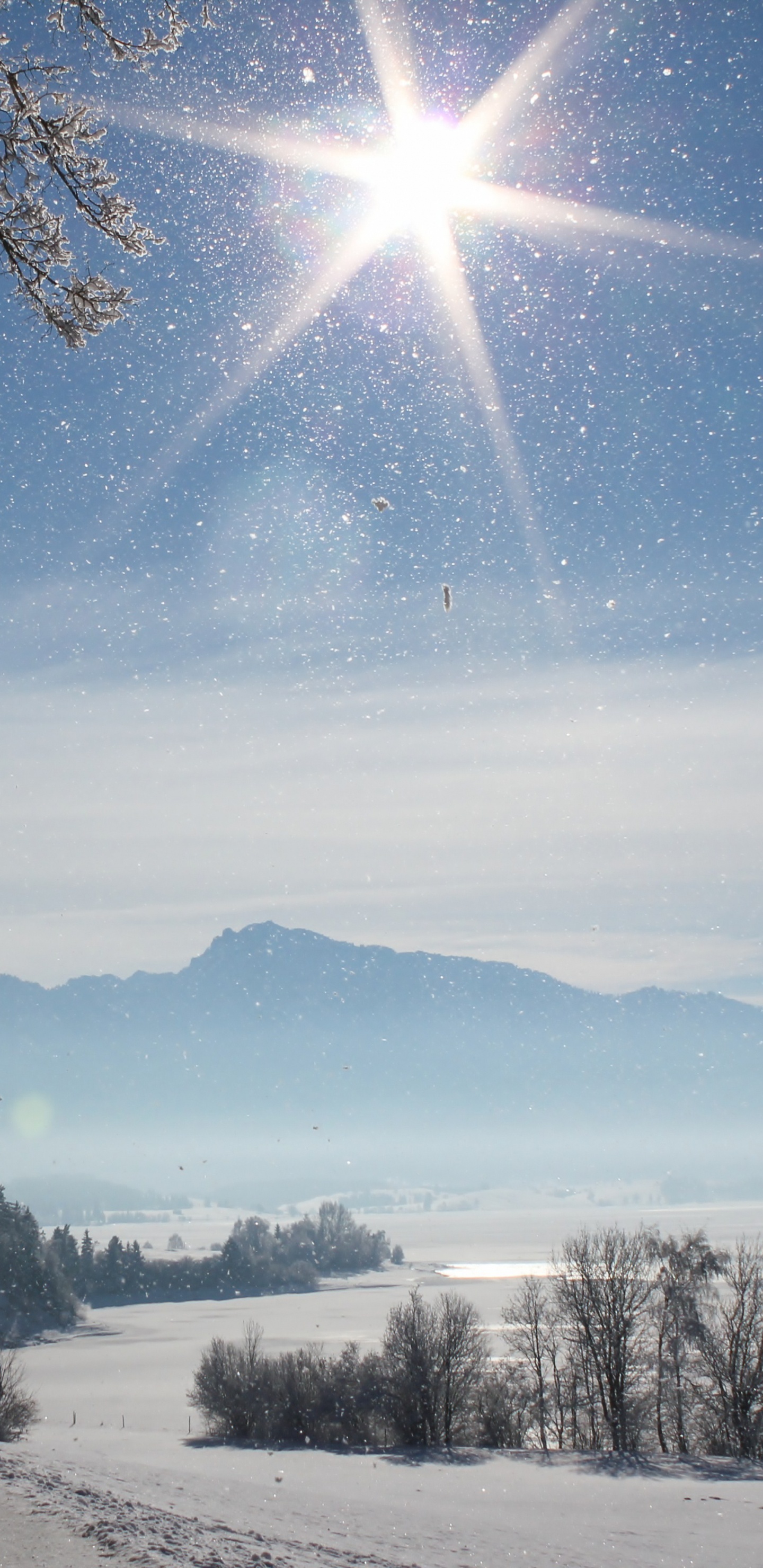 Arbres Nus Sur Sol Couvert de Neige Sous Ciel Bleu Pendant la Journée. Wallpaper in 1440x2960 Resolution