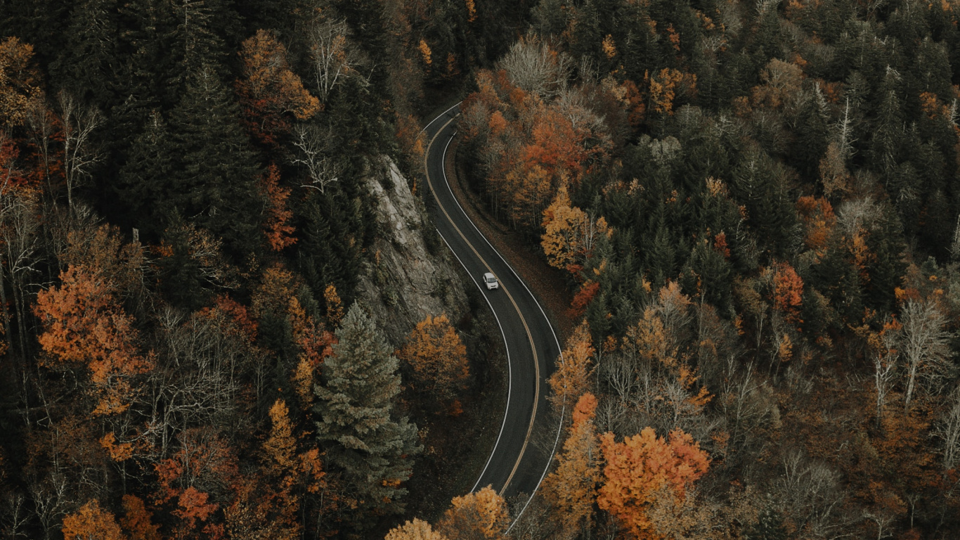 Forest, Tree, Nature, Wilderness, Rock. Wallpaper in 1366x768 Resolution