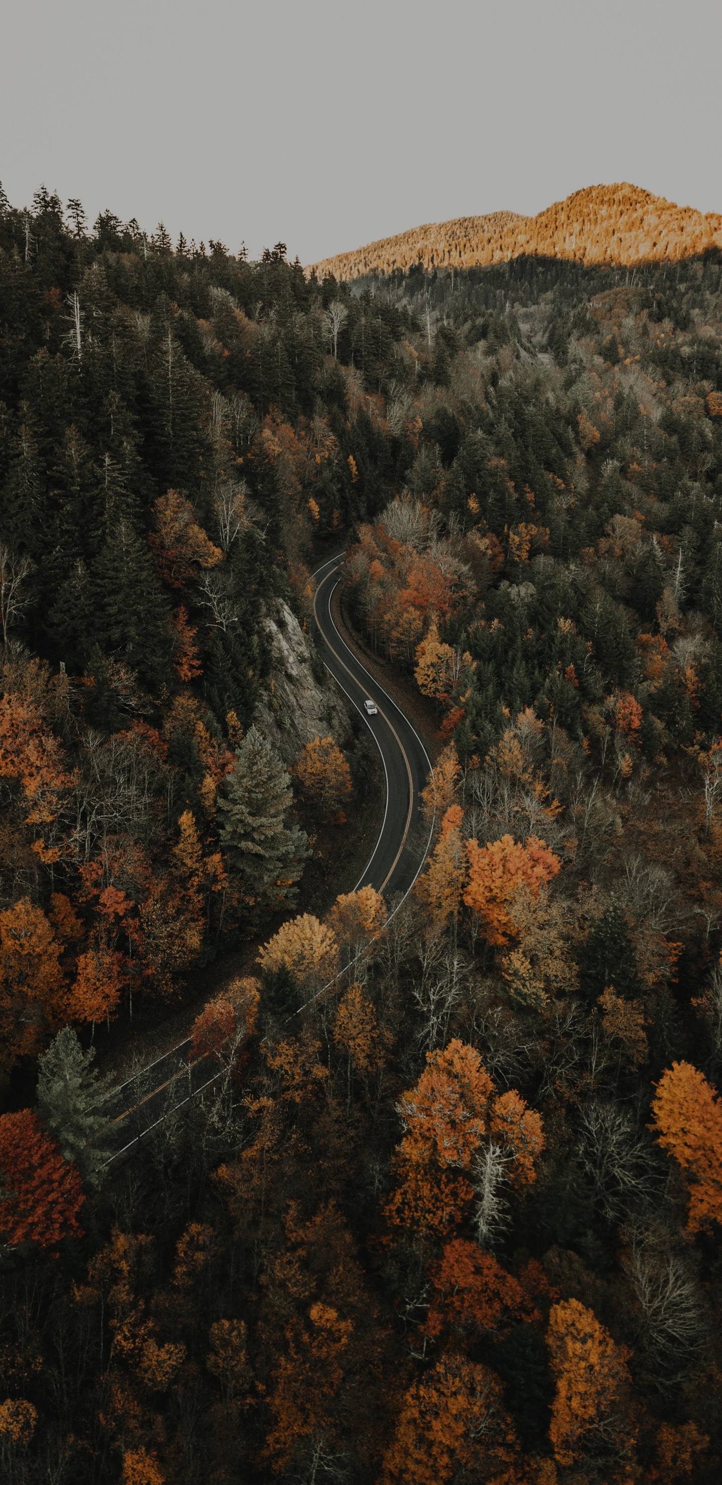 Forêt, Nature, Rock, Brown, Géologie. Wallpaper in 1440x2960 Resolution